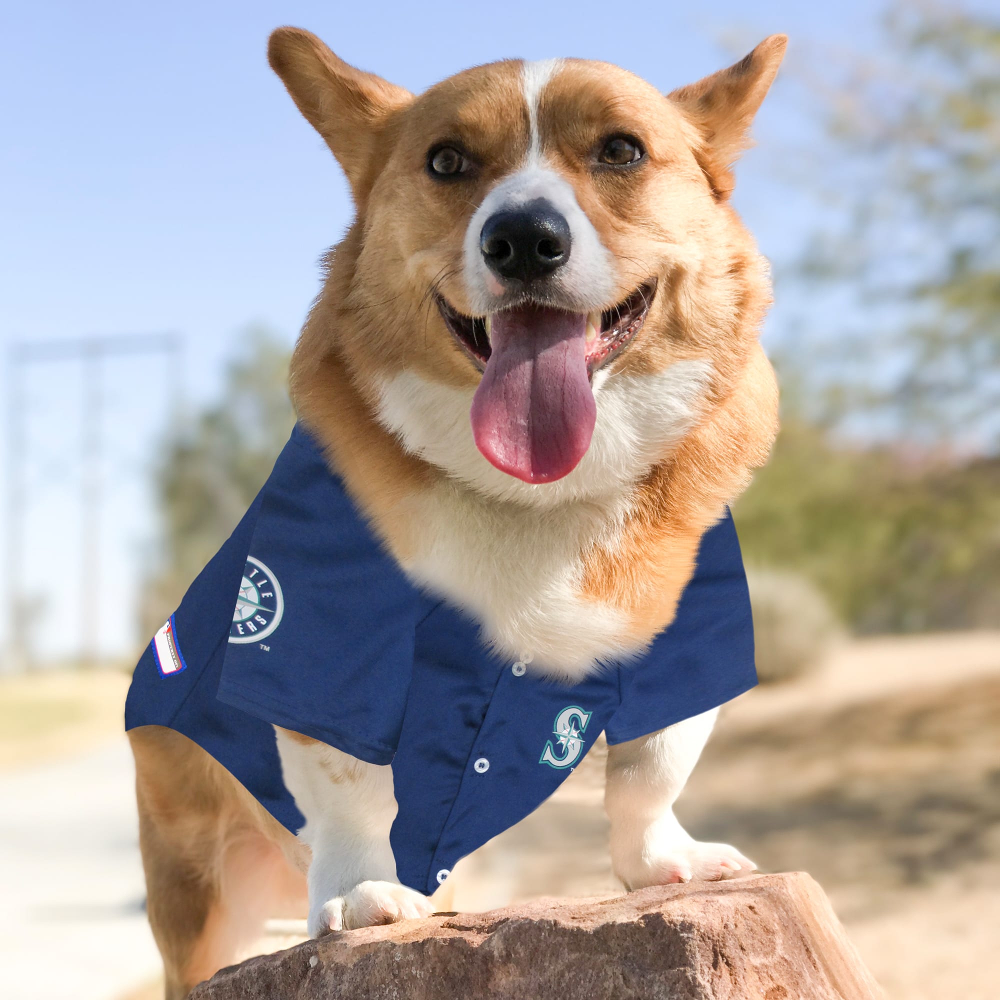 Astros jersey 2024 for dogs