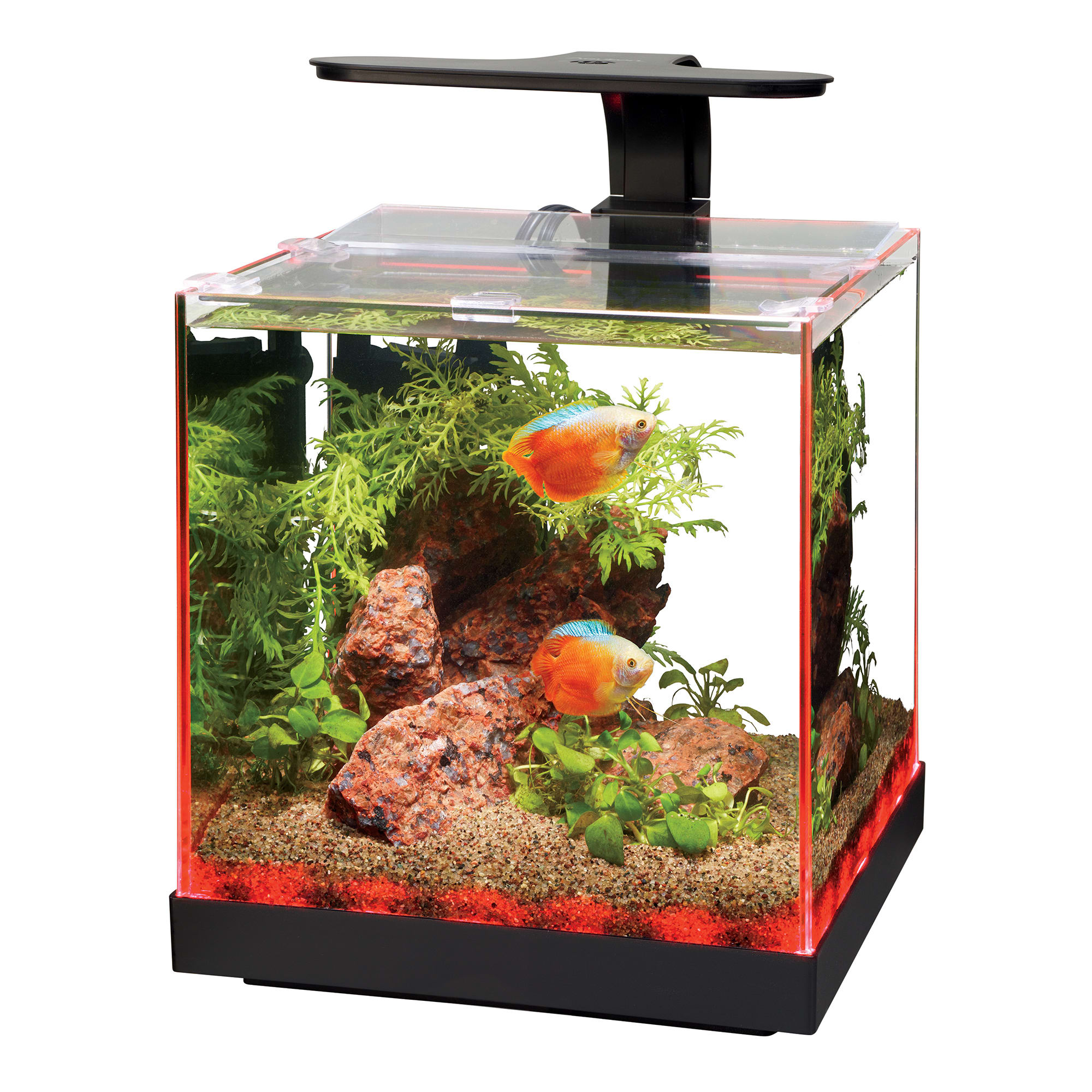 Petco shop shrimp tank