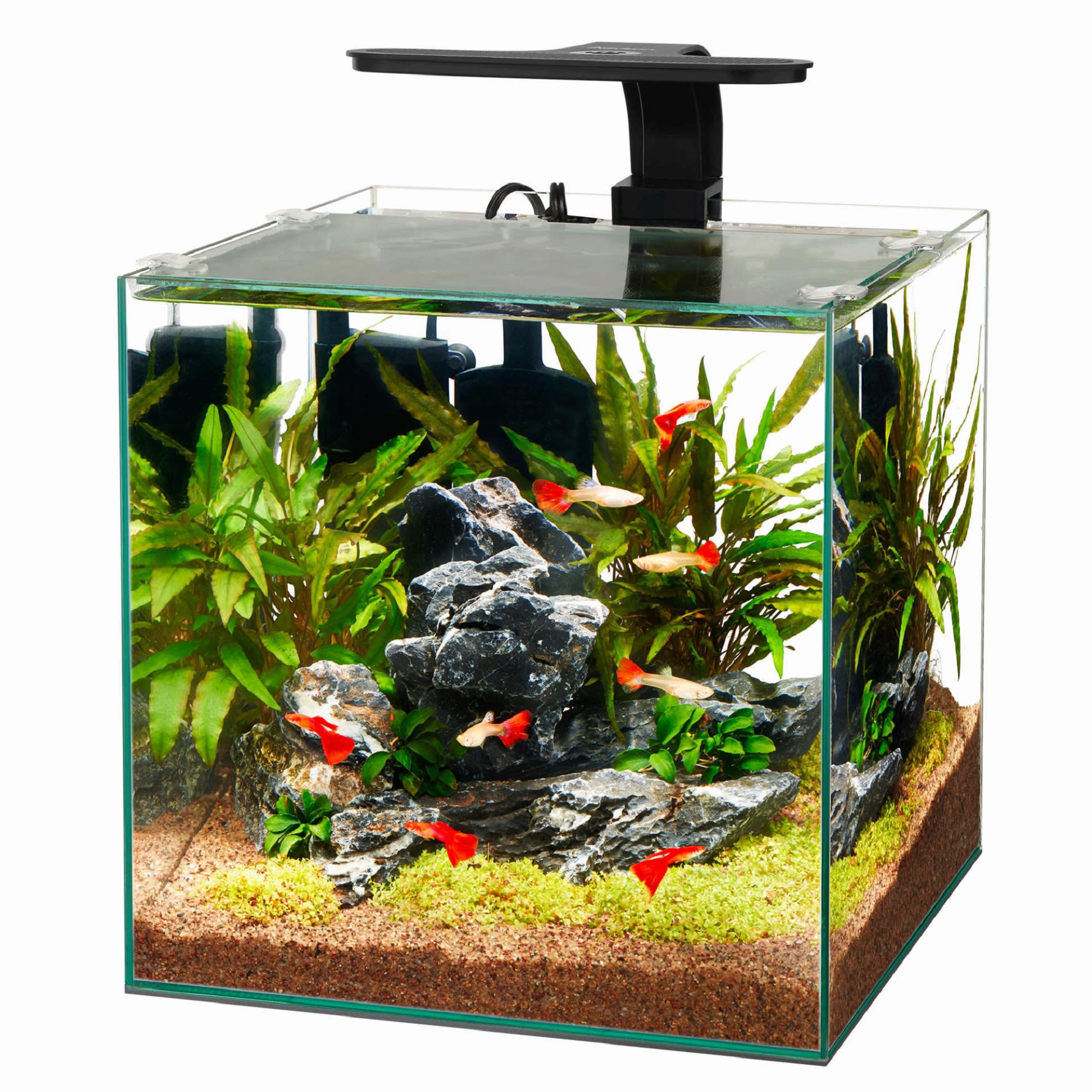 Aqueon 40 Gallons Up Fish Tanks Petco