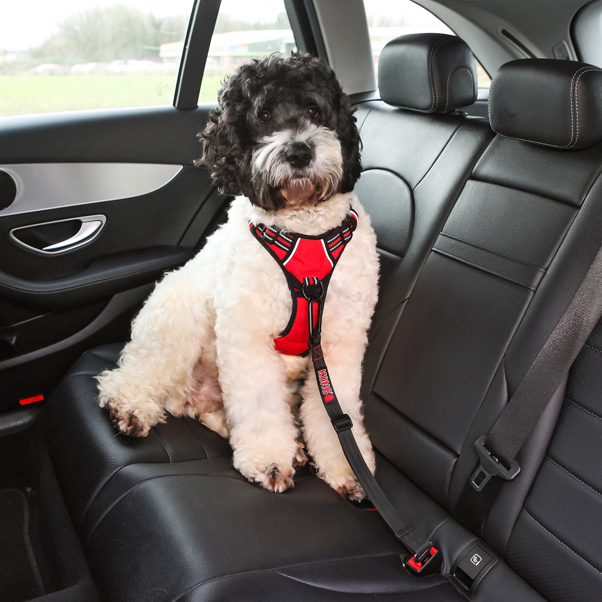 Dog seat belt harness petco best sale