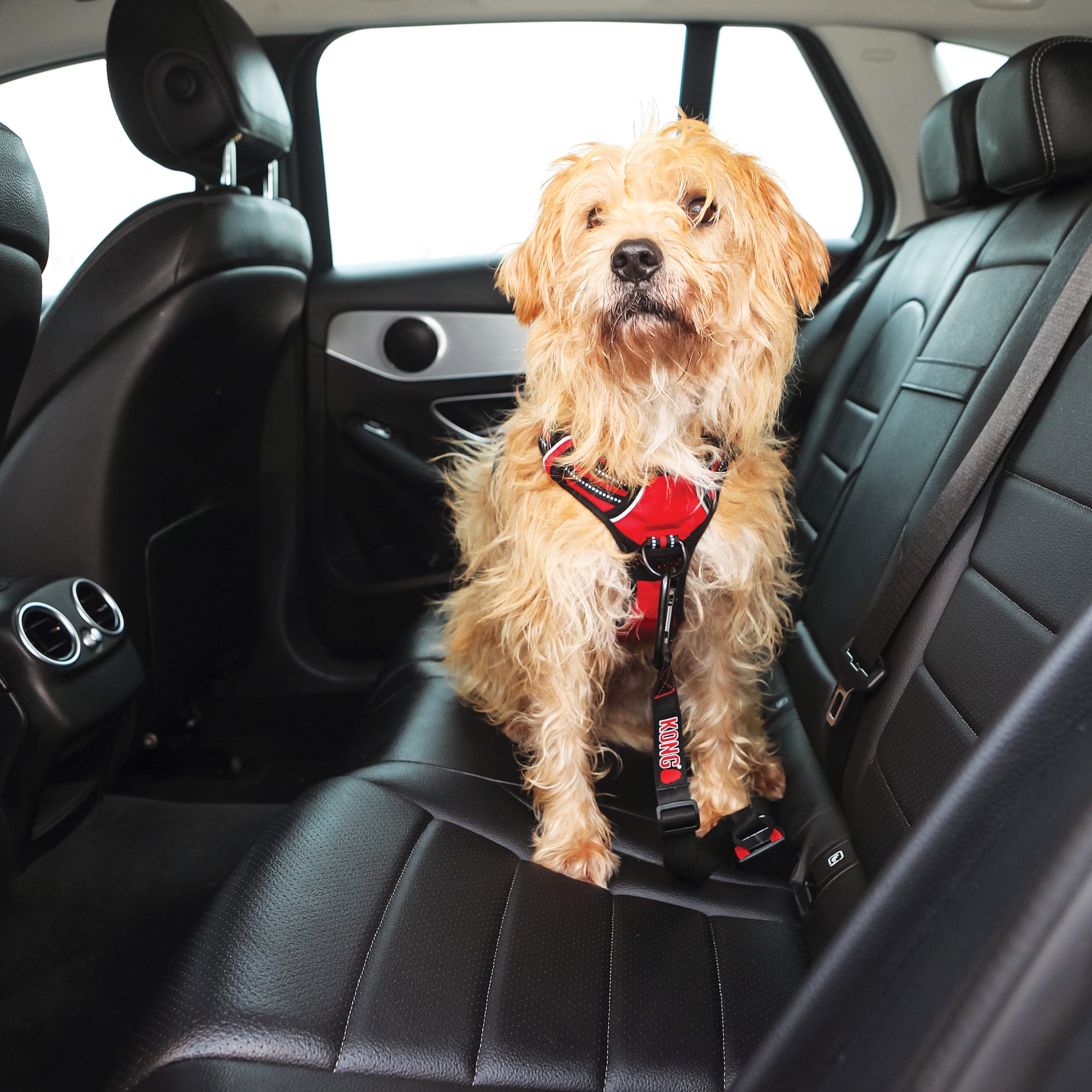 KONG Extendable Dog Car Seat Belt Tether