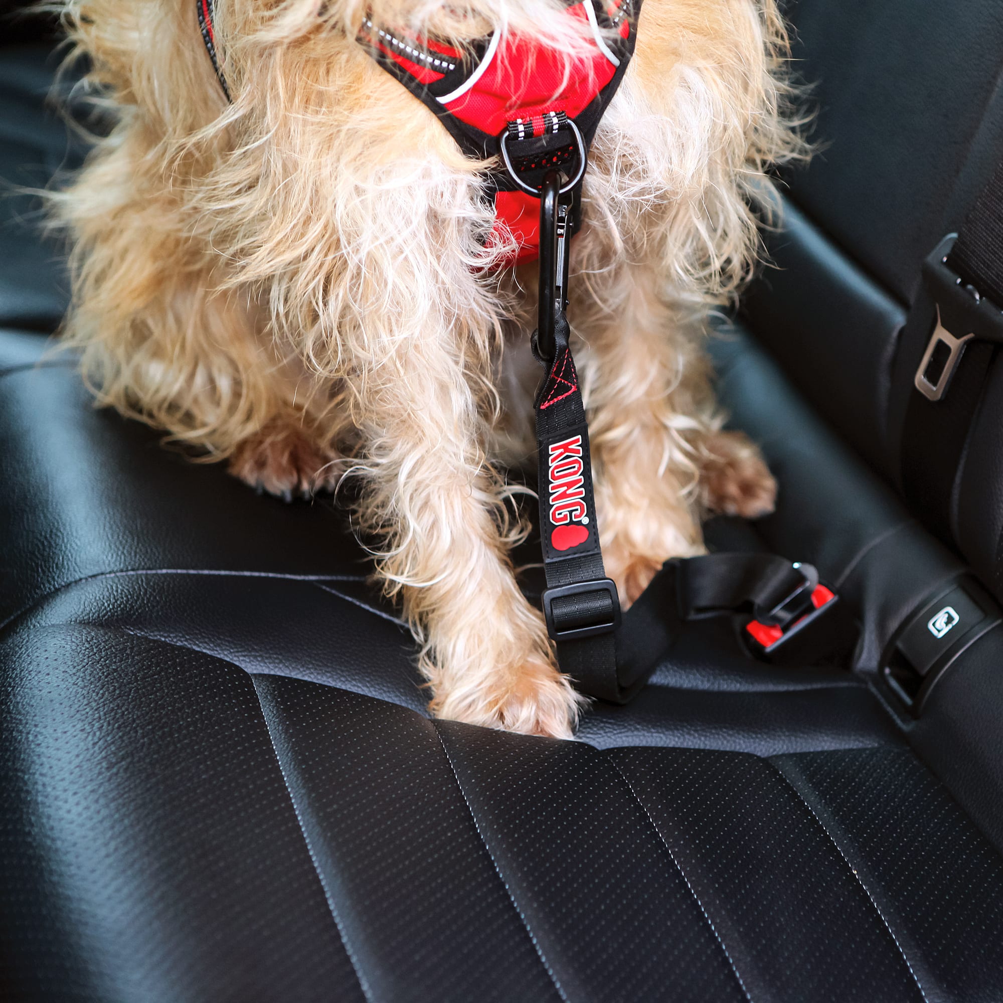 Kong dog best sale seat belt