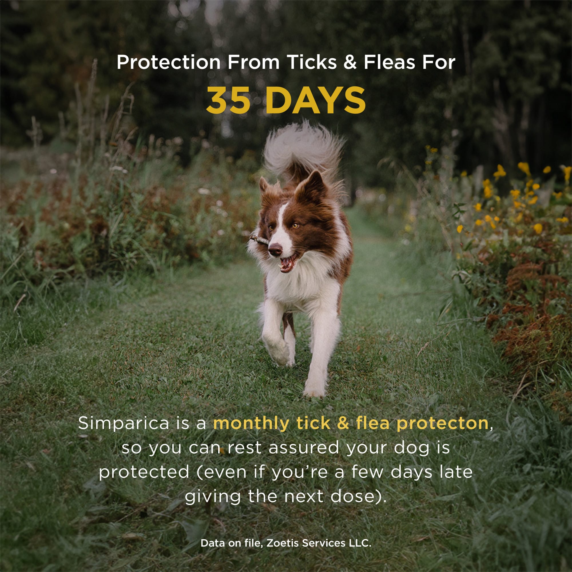 Simparica Chewable for Dogs 22.1 44 lbs 3 Month Supply Petco