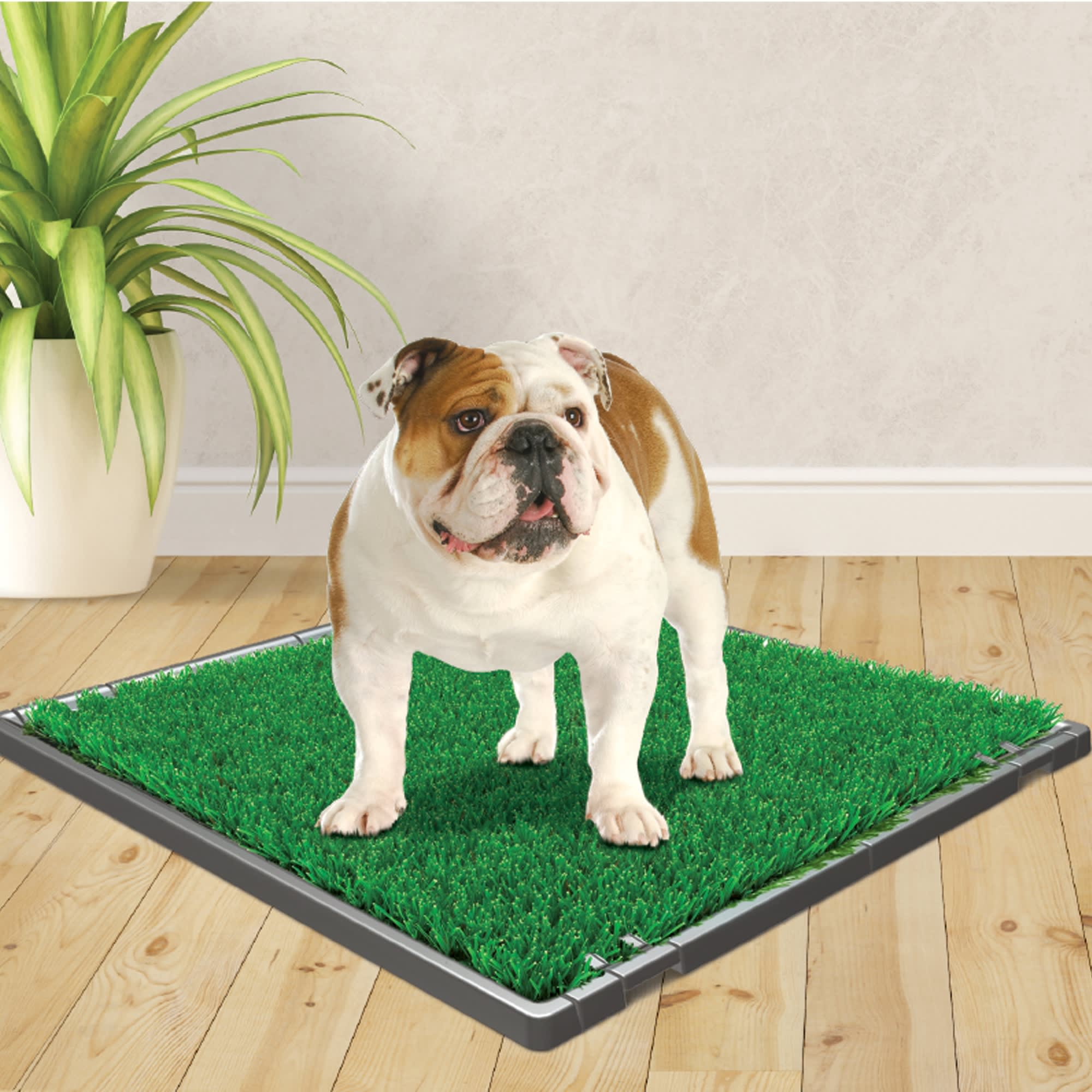 Wee Wee Premium Patch Grass Mat for Dogs Petco