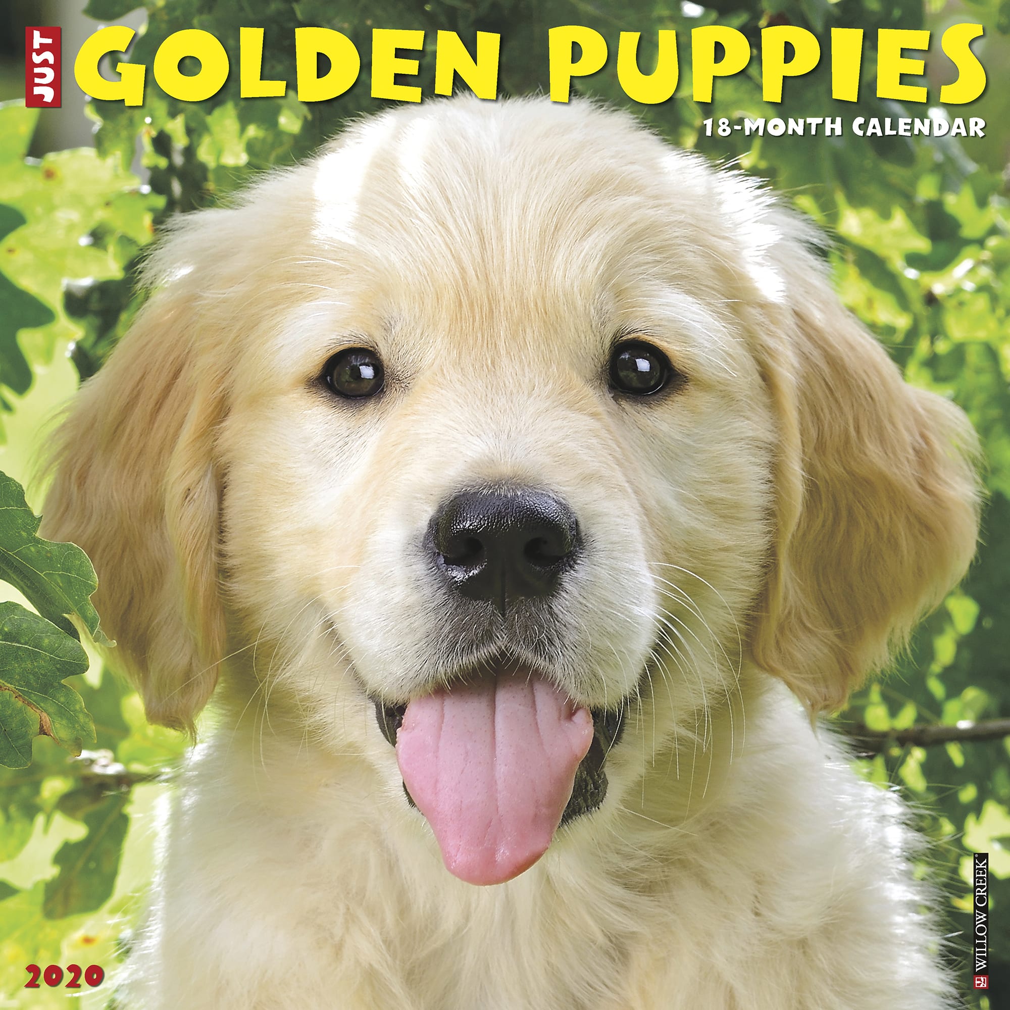 golden retriever puppies 2019