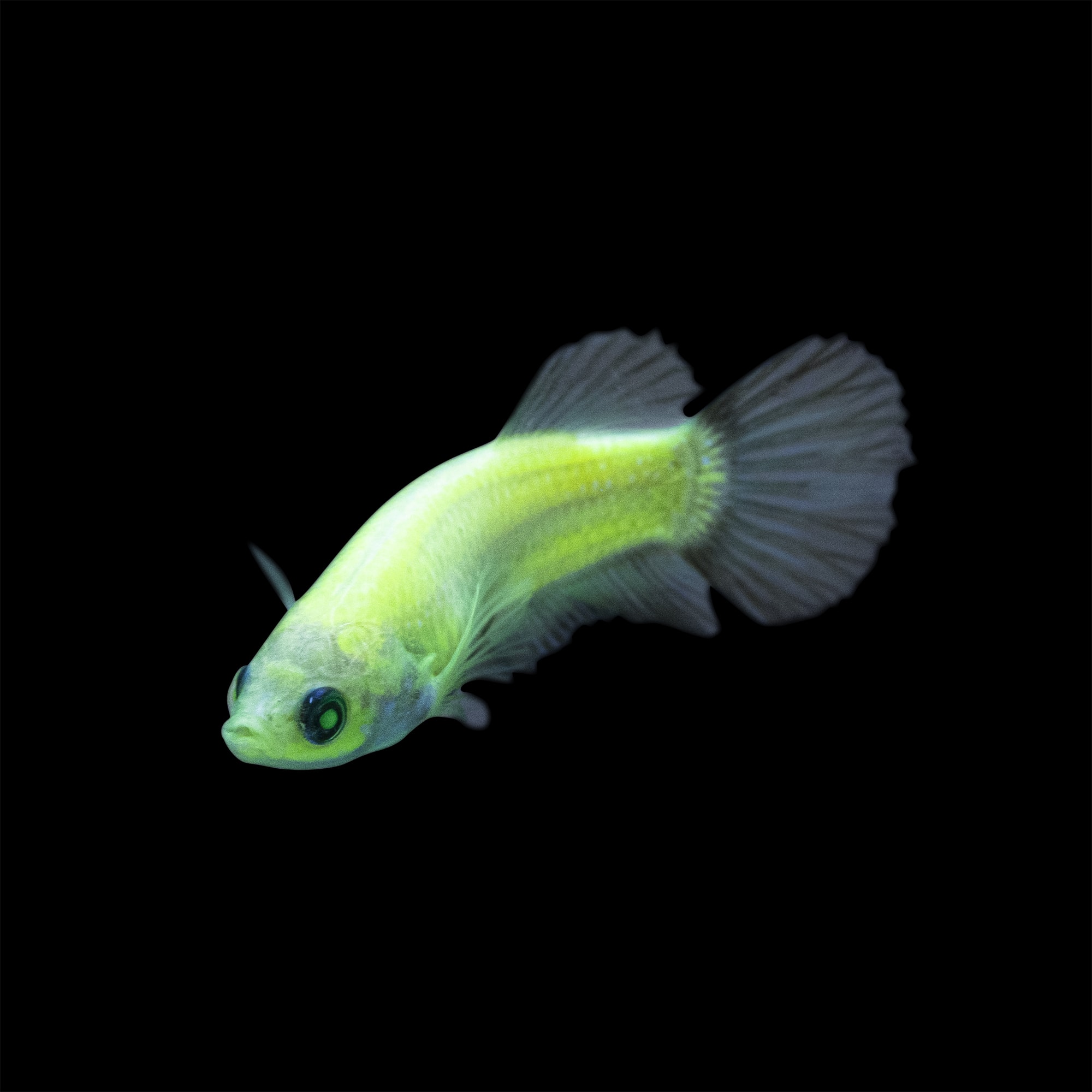 petco fish