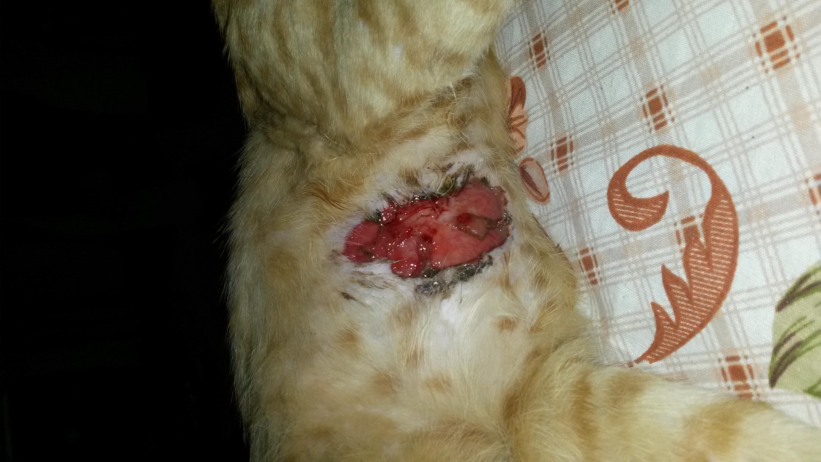 Injured Cat, No Vet? Learn First Aid for Your Feline Friend | Petco