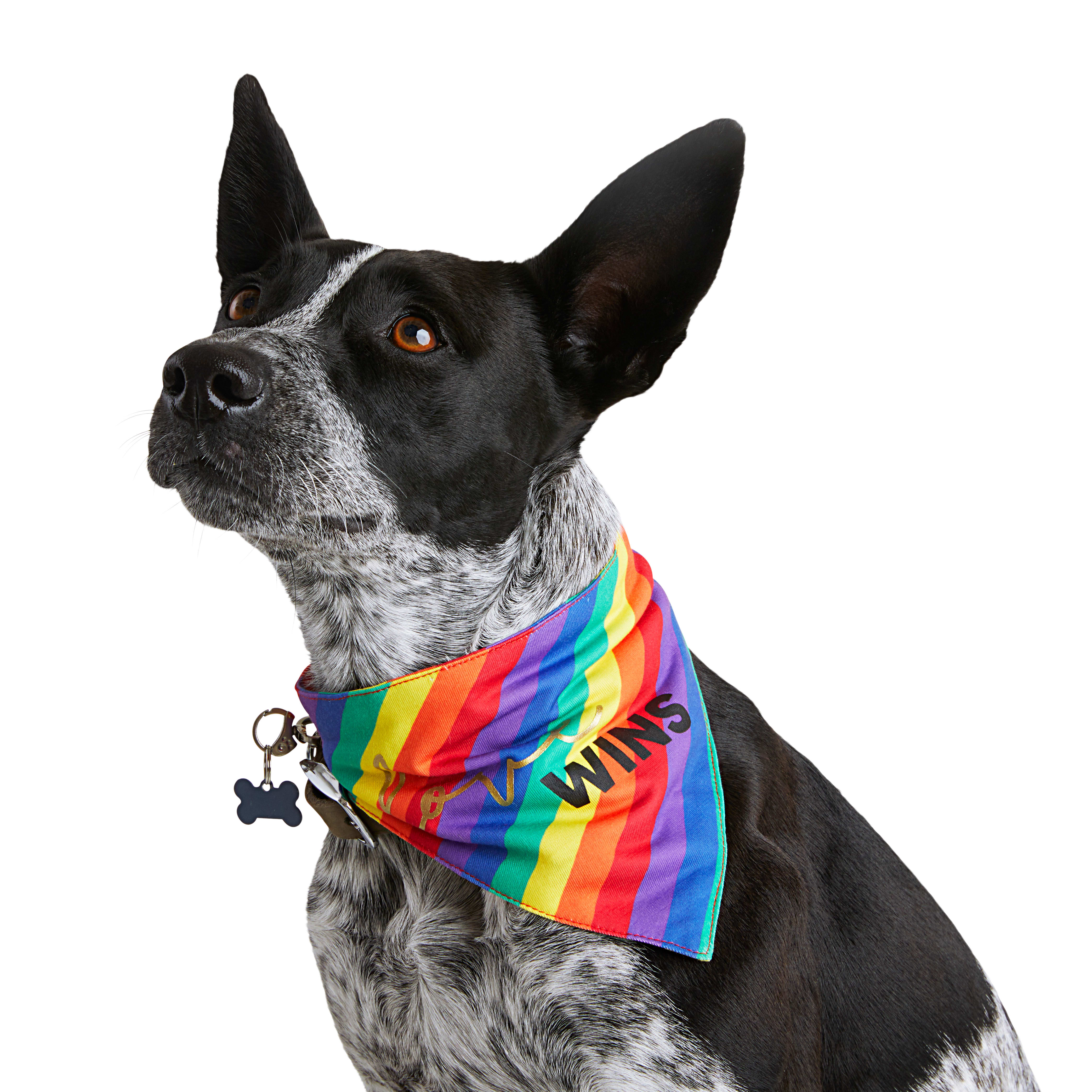 Co. Pride Rainbow Love Wins Dog Bandana 