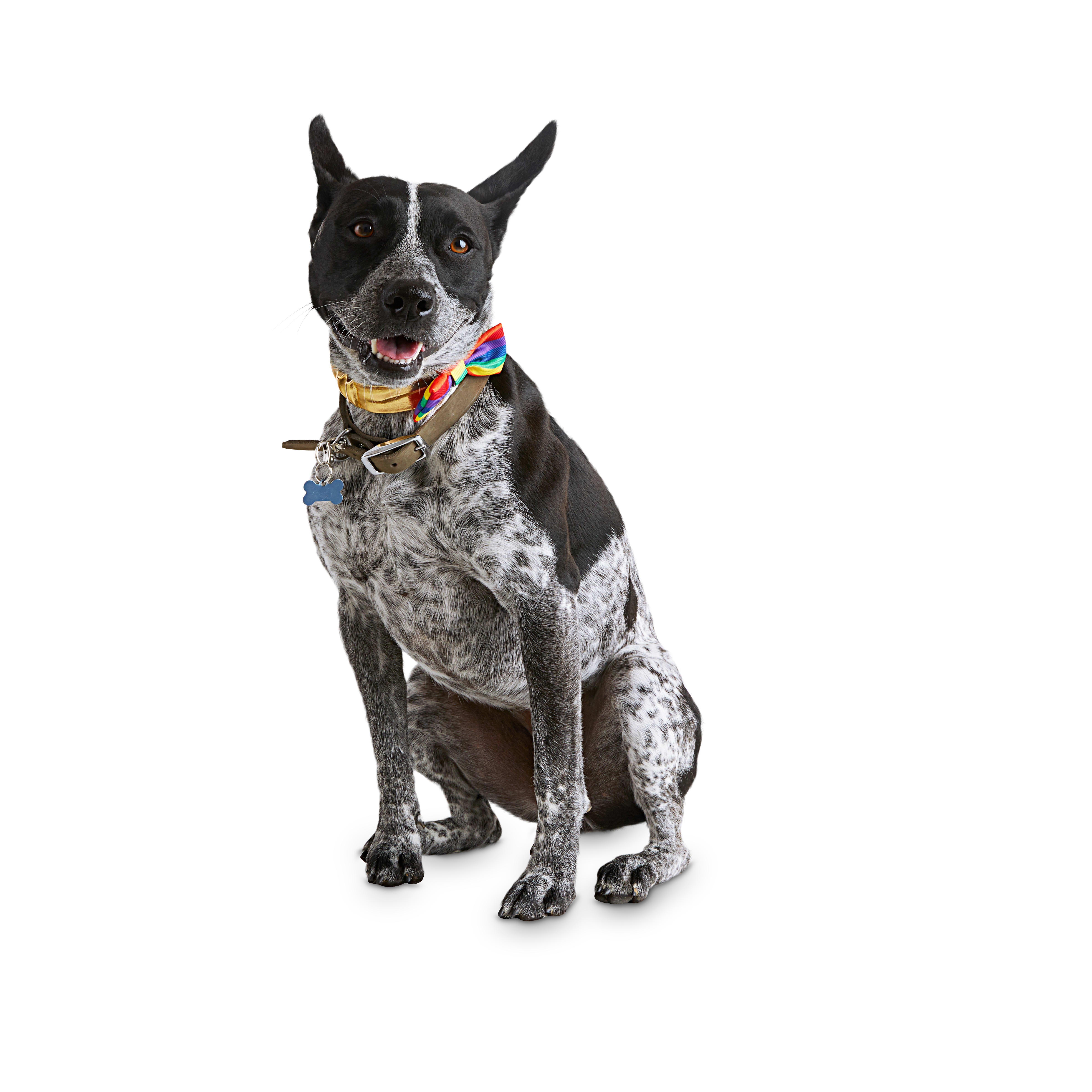 Pride dog bow tie Rainbow dog bowtie Metro plaid dog bowtie Rainbow