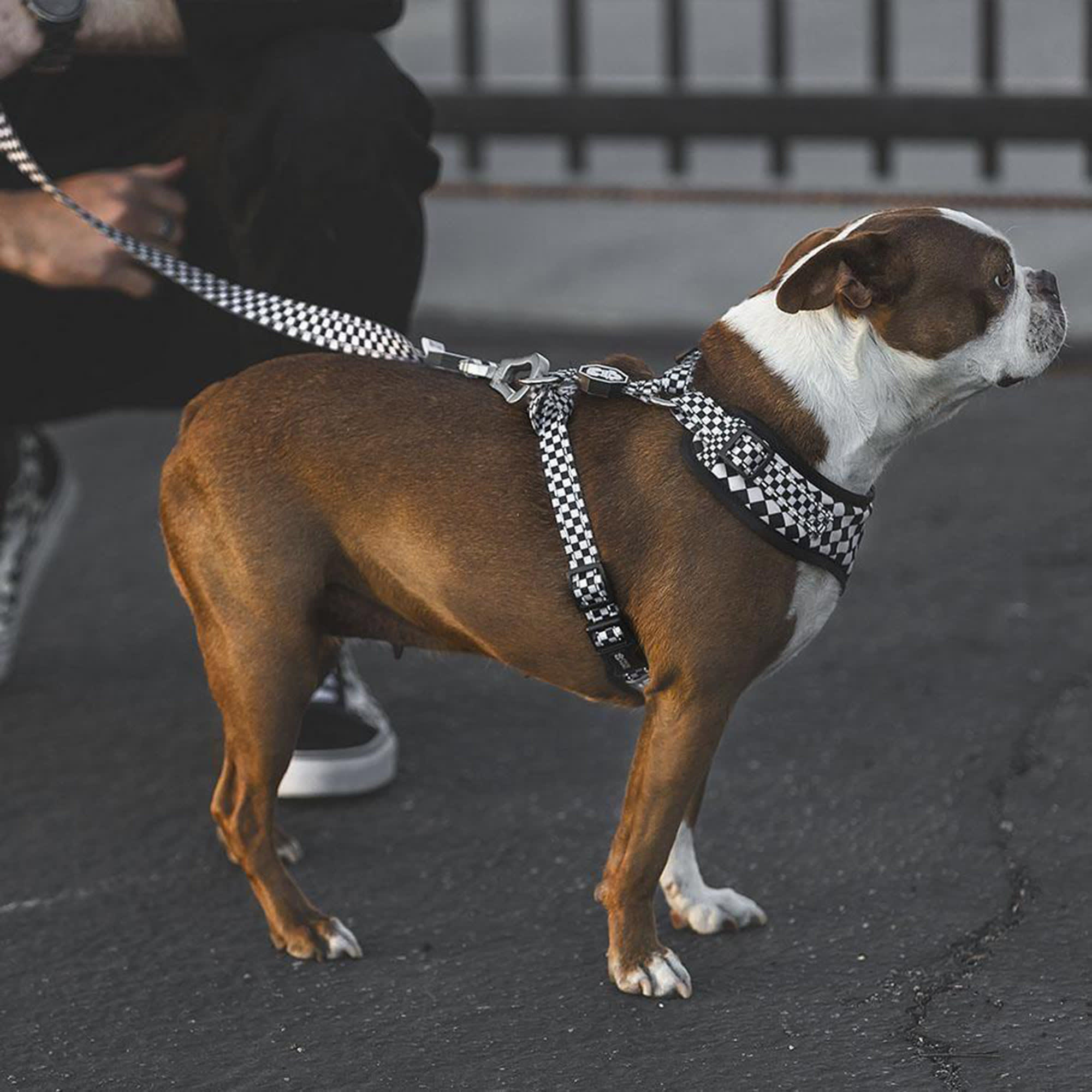 Fresh Pawz Navy Houston Astros Adjustable Mesh Pet Harness