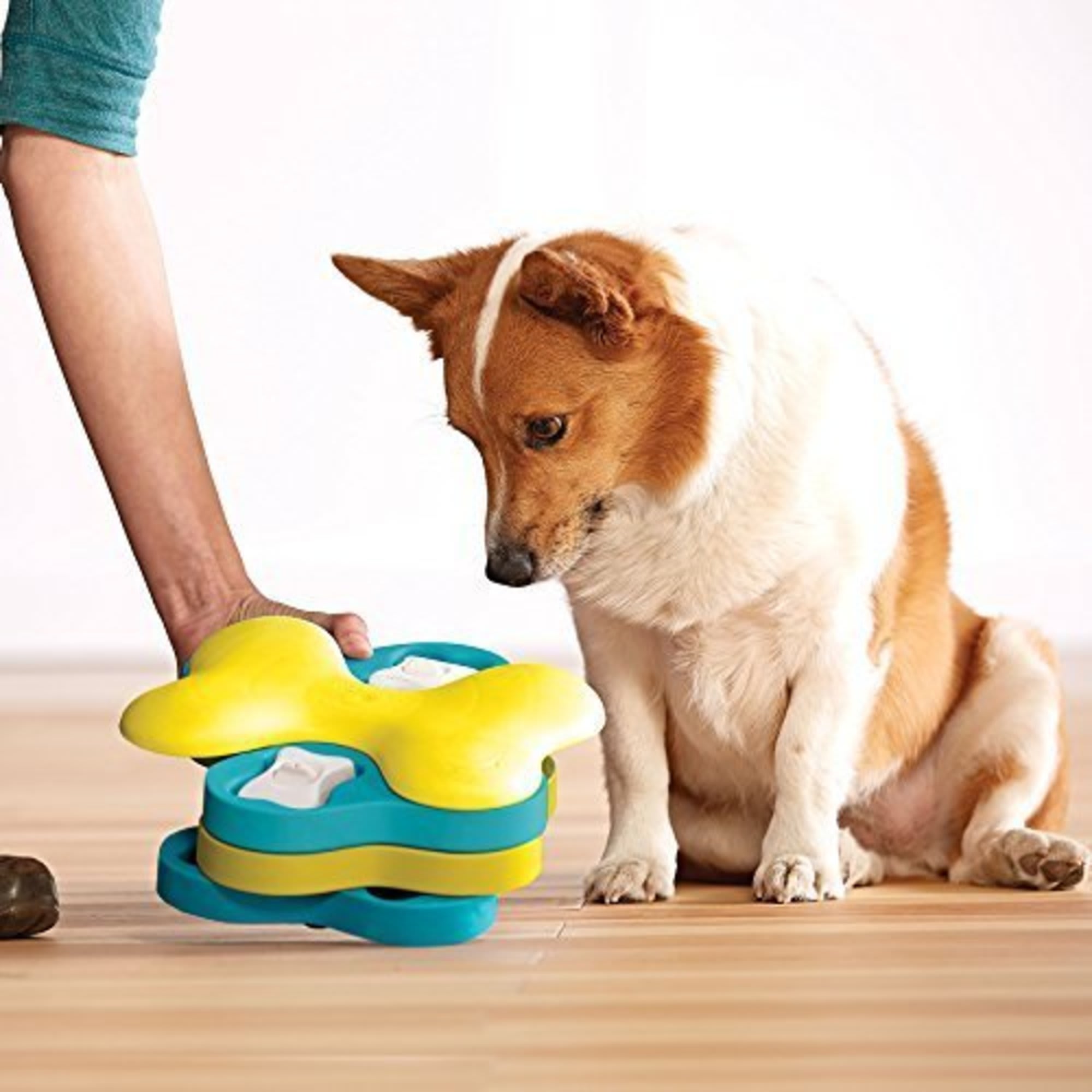 4 Ways To Keep Your Dog Busy At Home - Steel City Emergency Vets