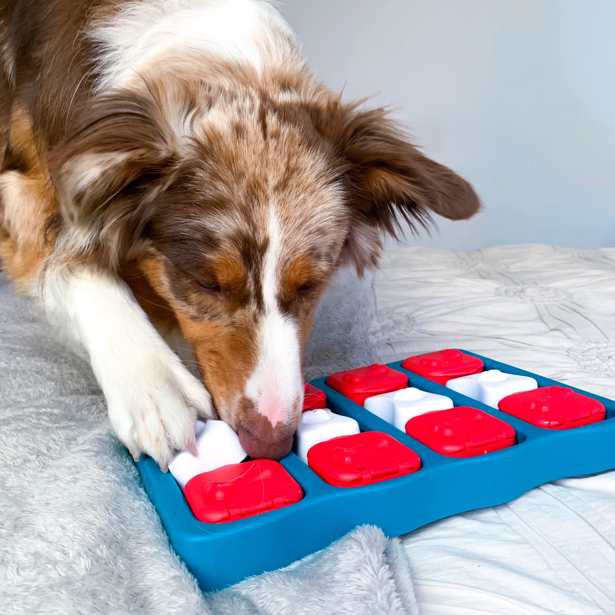 Petco interactive dog toys best sale