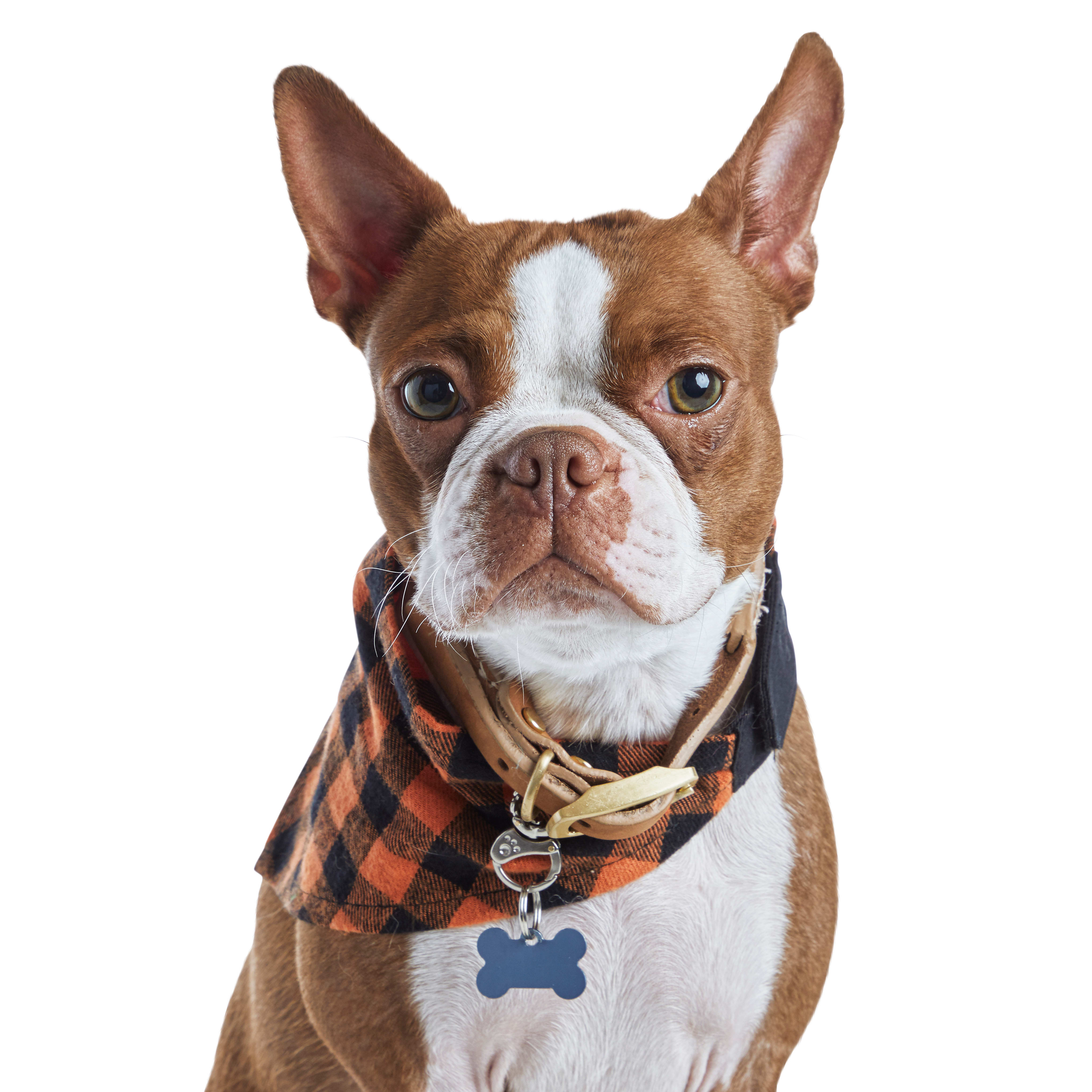 pet halloween bandana