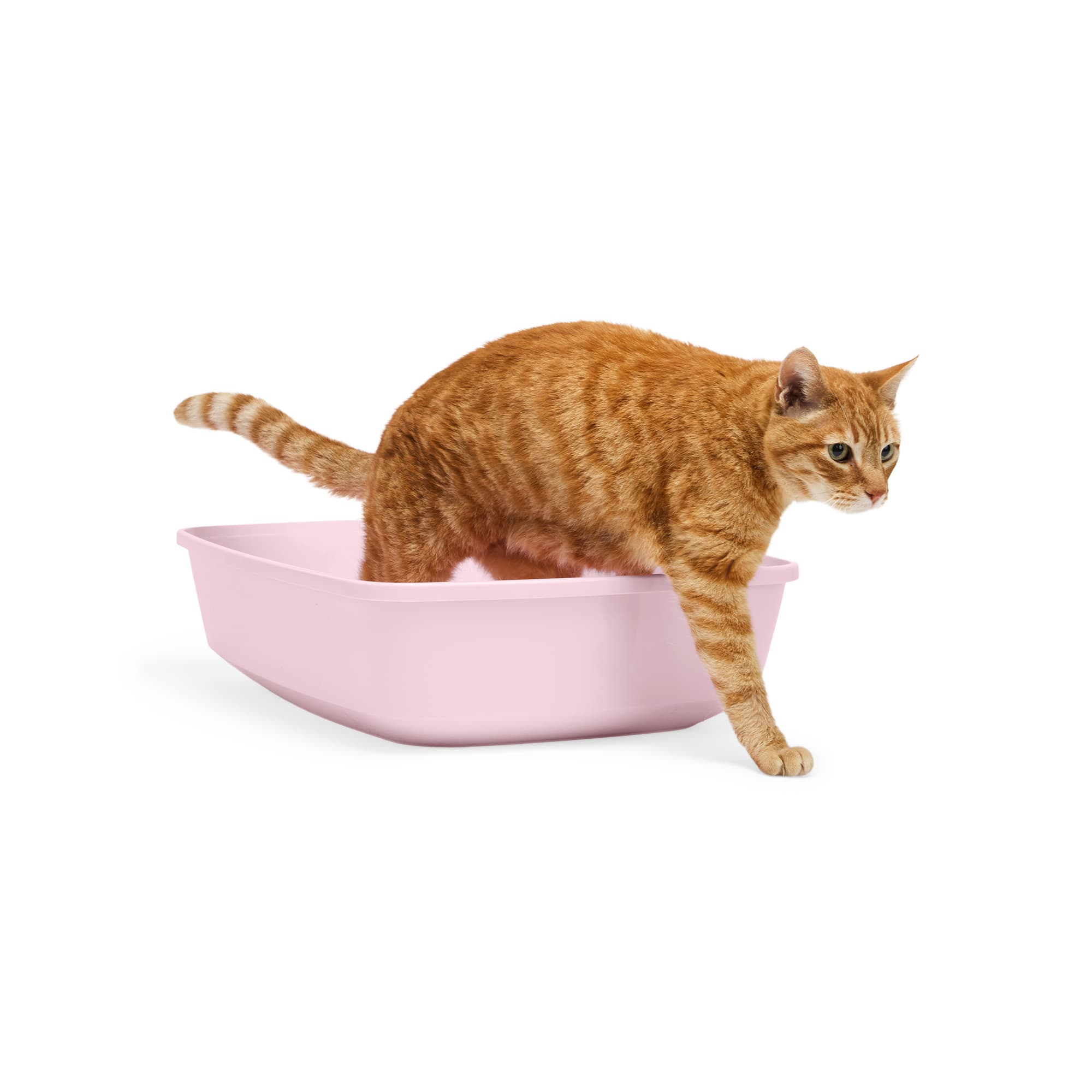 Cat litter outlet box