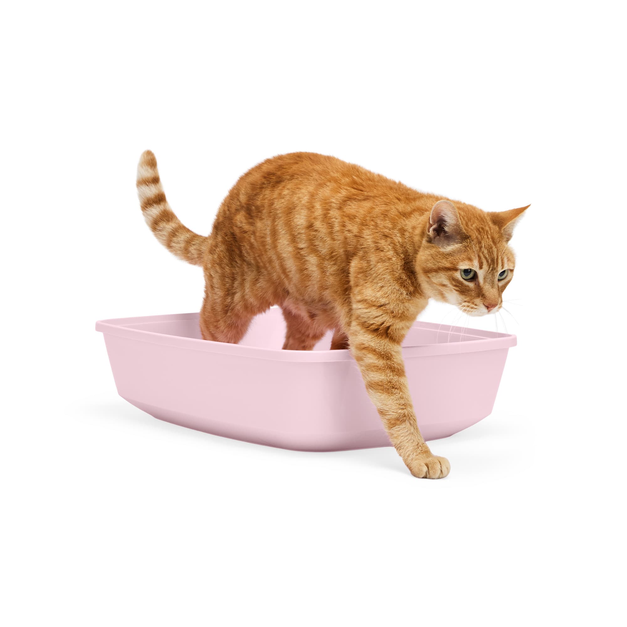 So Phresh Blush Open Cat Litter Box, 19.5" L X 14.8" W X 4.7" H Petco
