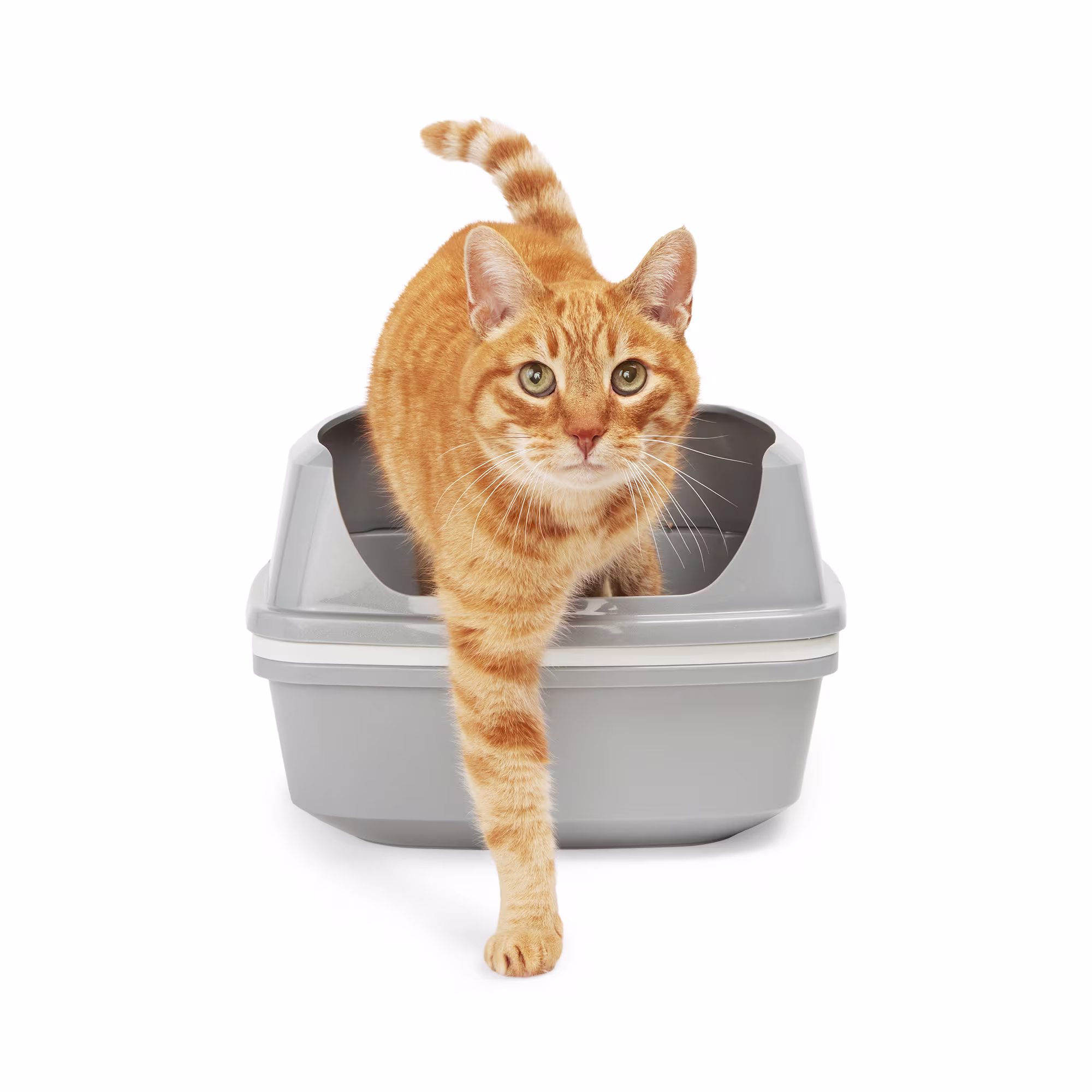 So Phresh Grey & White LifttoSift Cat Litter Pan, 19.75" L Petco