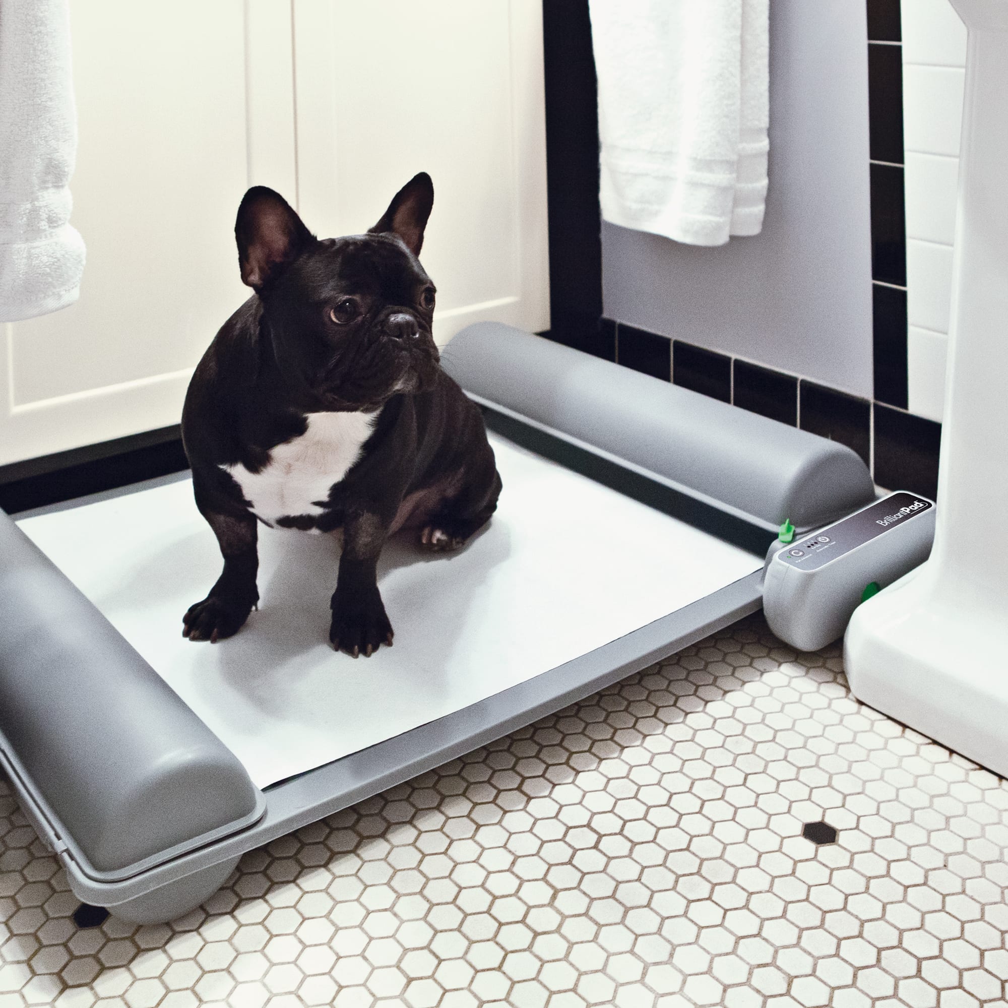 Self cleaning outlet dog toilet