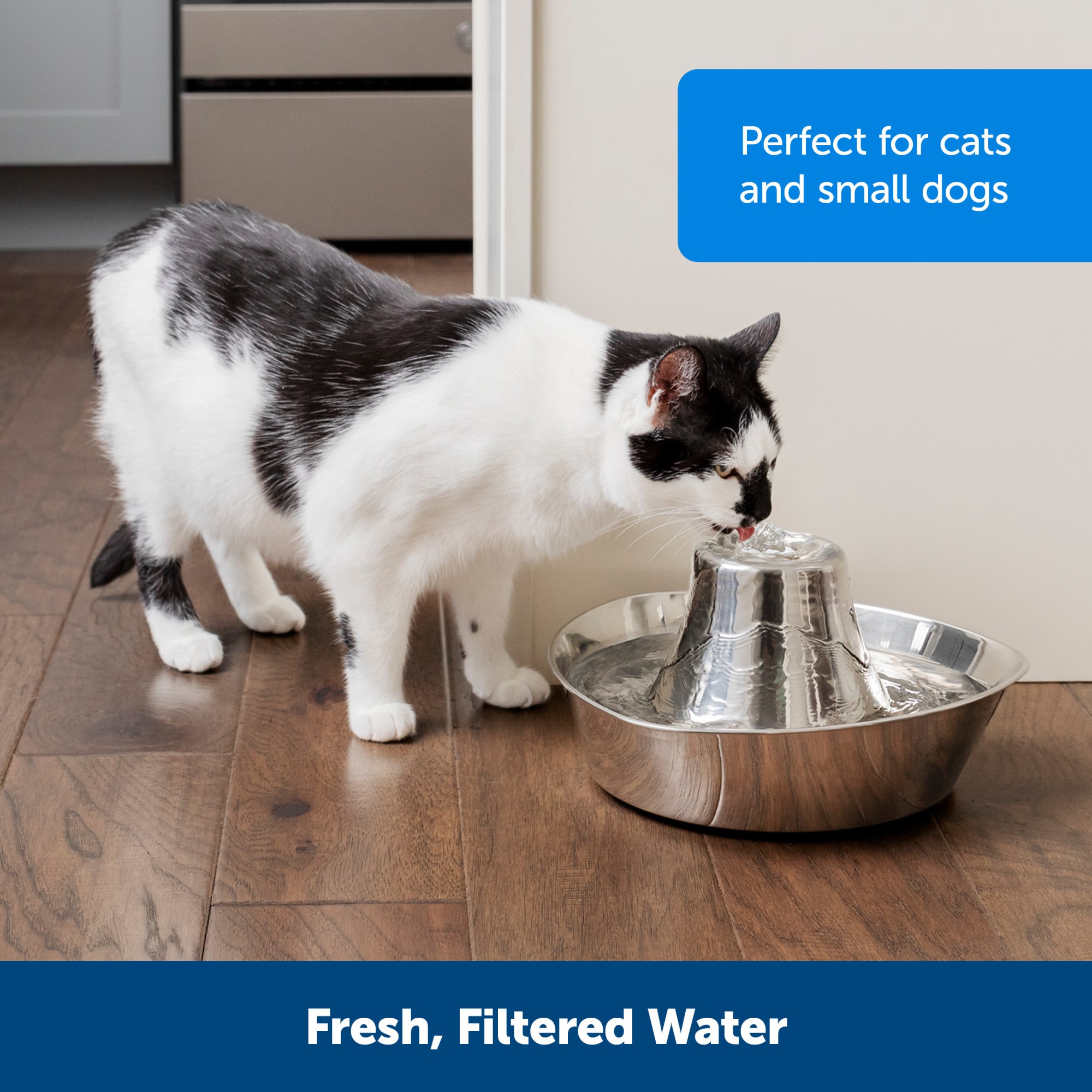 Water fountain hotsell for cats petco