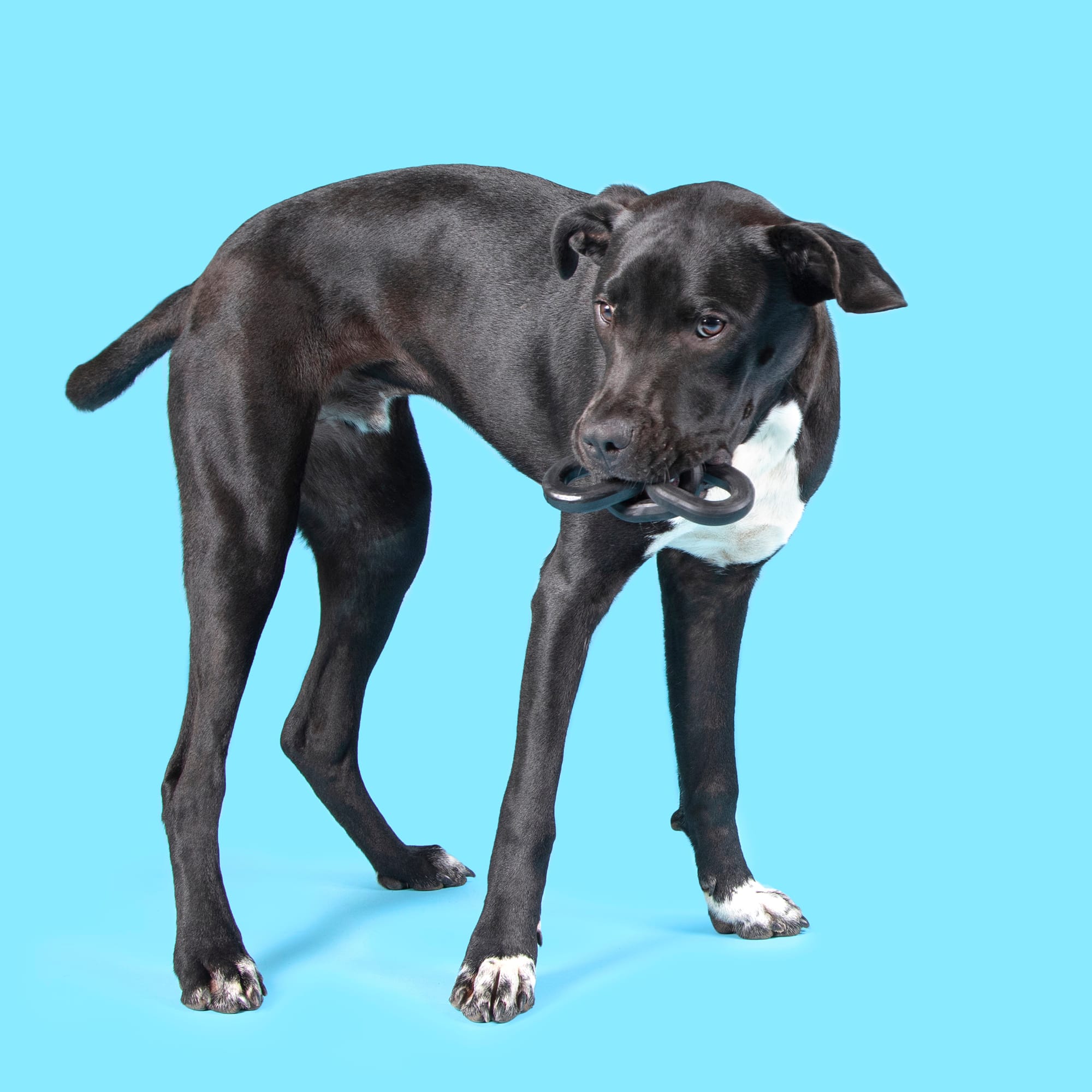 Bark Super Chewer Hyperlinks Dog Toy Medium Petco