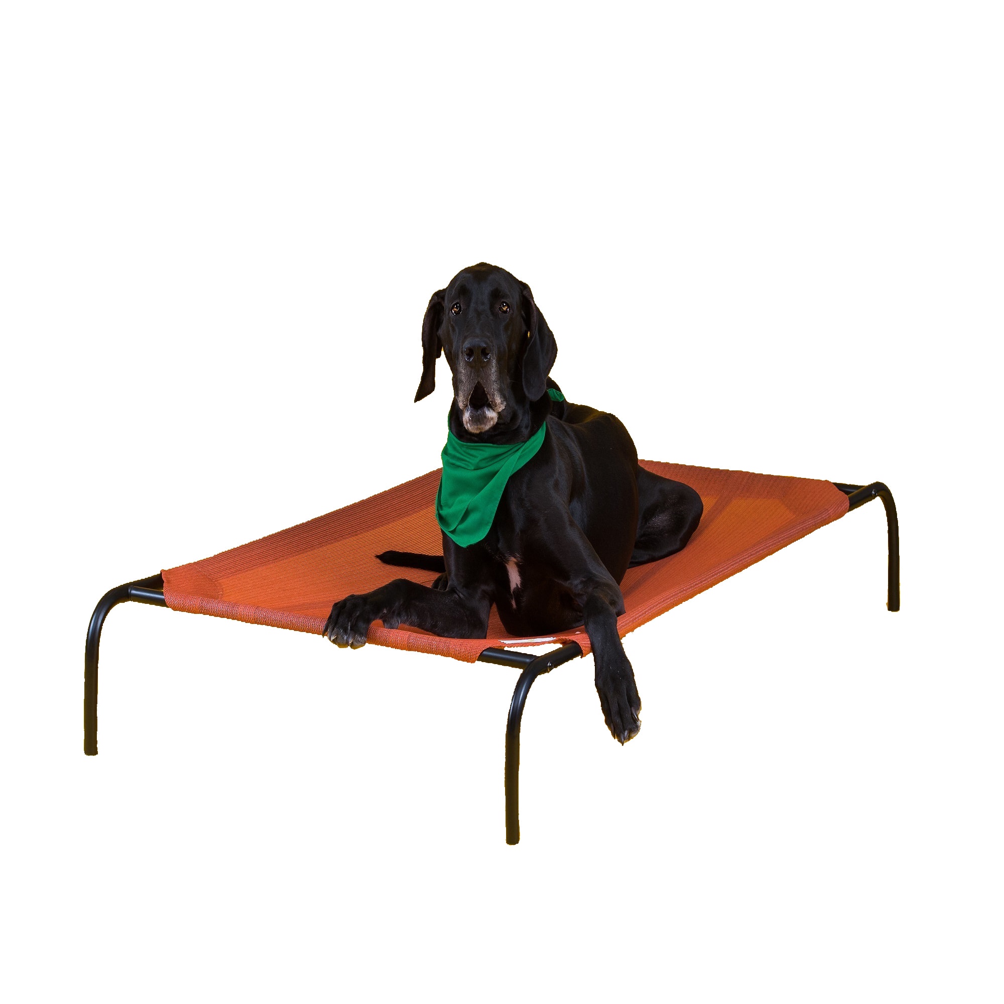 https://assets.petco.com/petco/image/upload/f_auto,q_auto/3186744-center-2