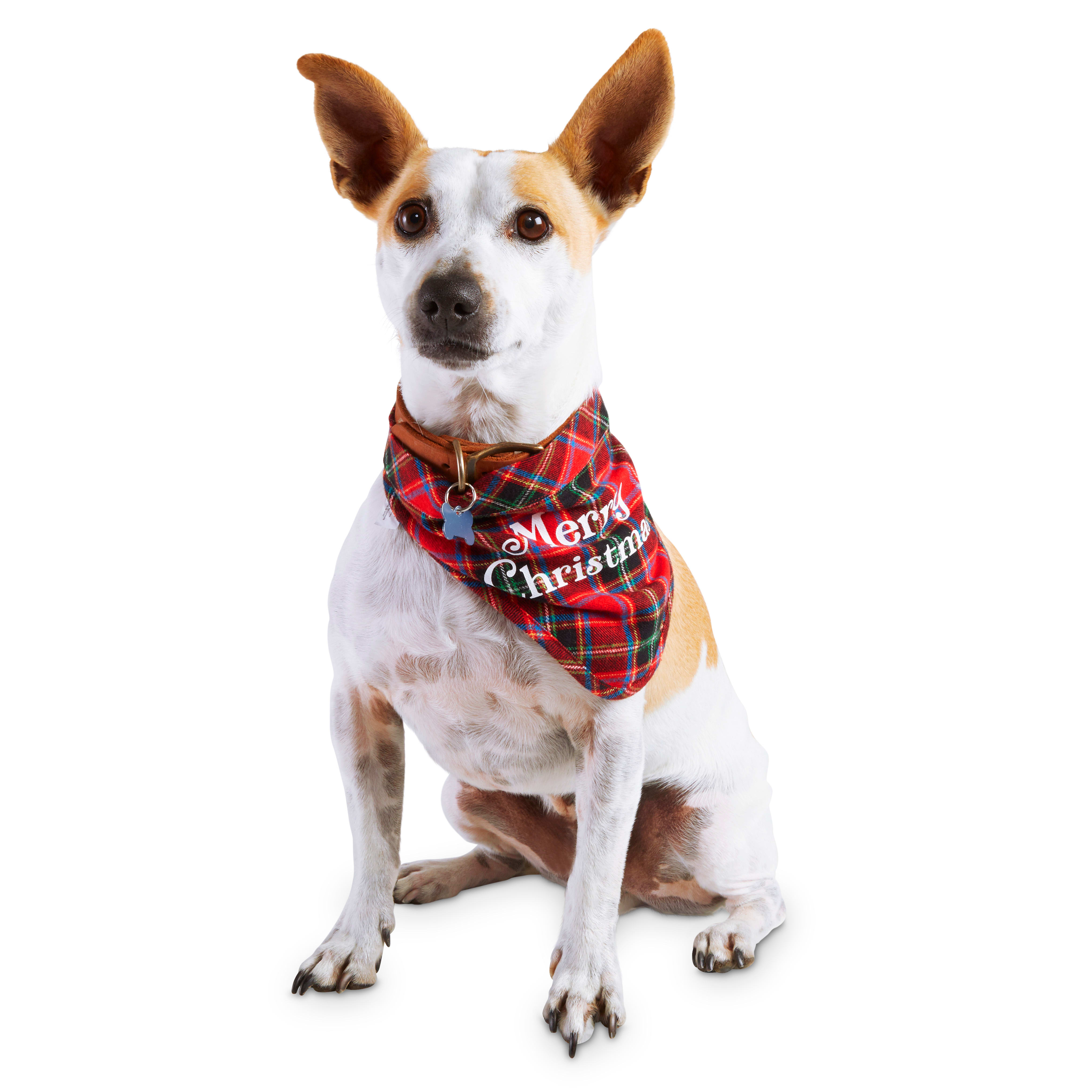 egyptian ferro hound