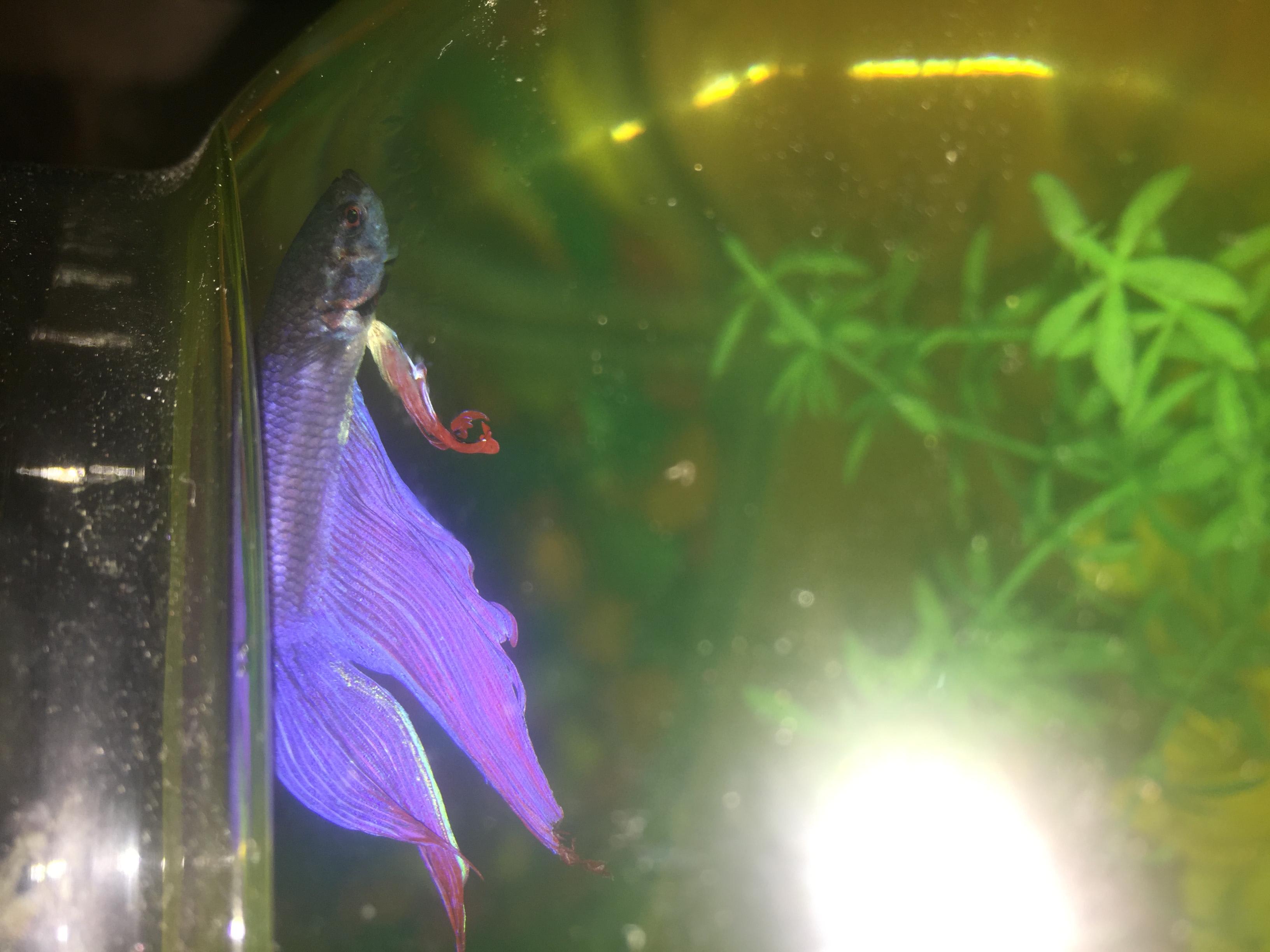 Why is my betta fish inactive, not eating, and losing color? | Petco