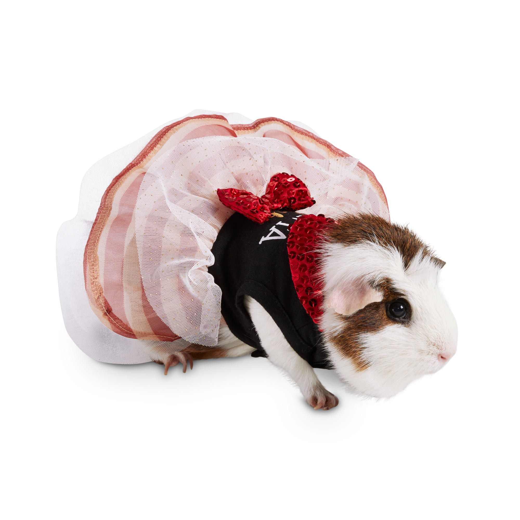 petco guinea pig supplies