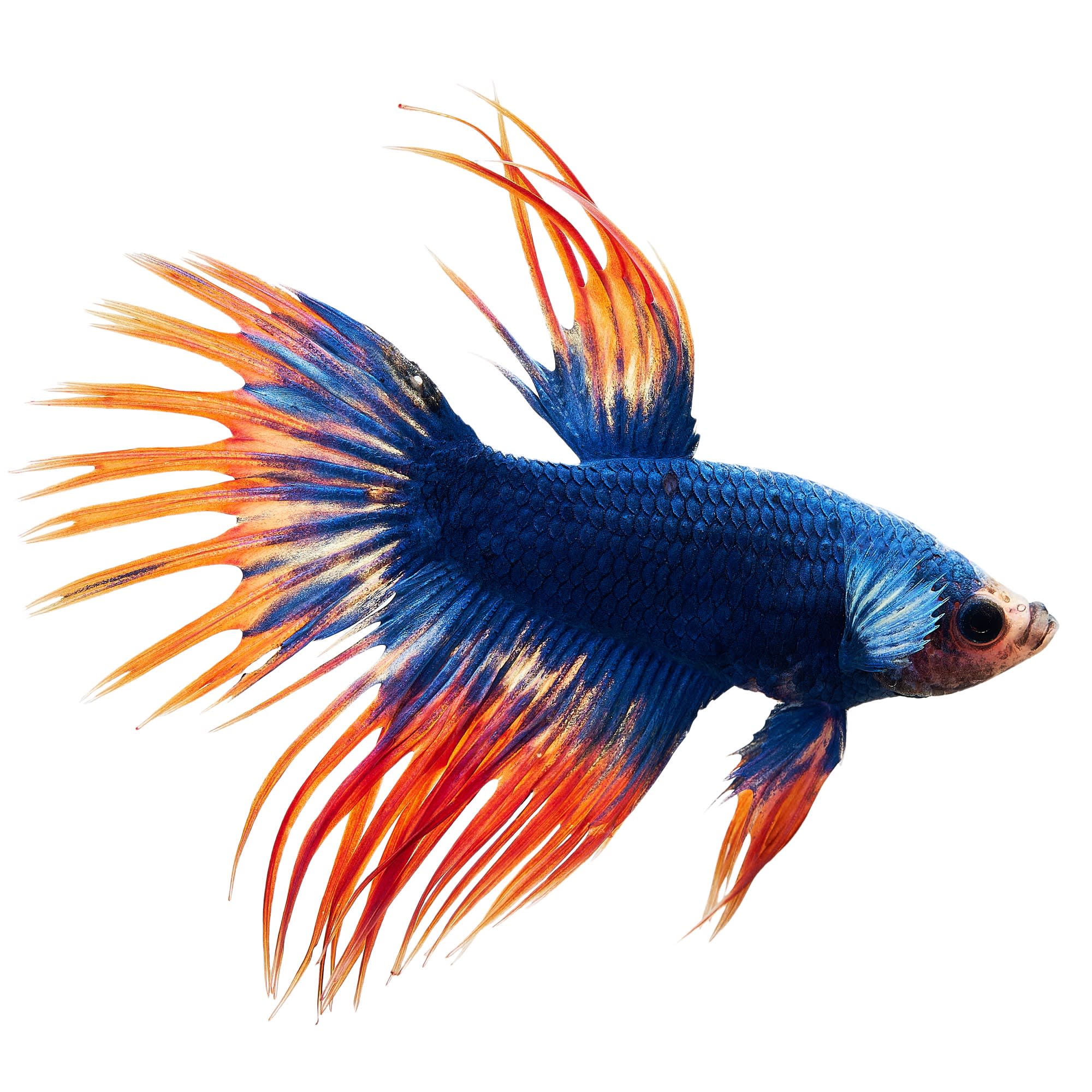 Male Lunar Flare Bettas For Sale Order Online Petco