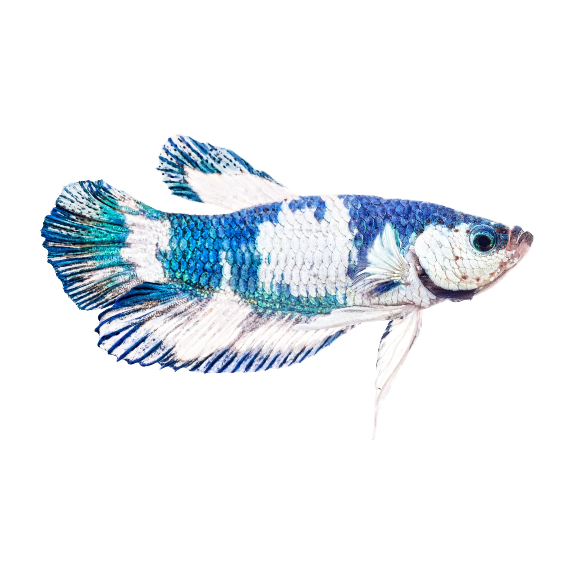 Male Blue Marble Bettas For Sale Order Online Petco