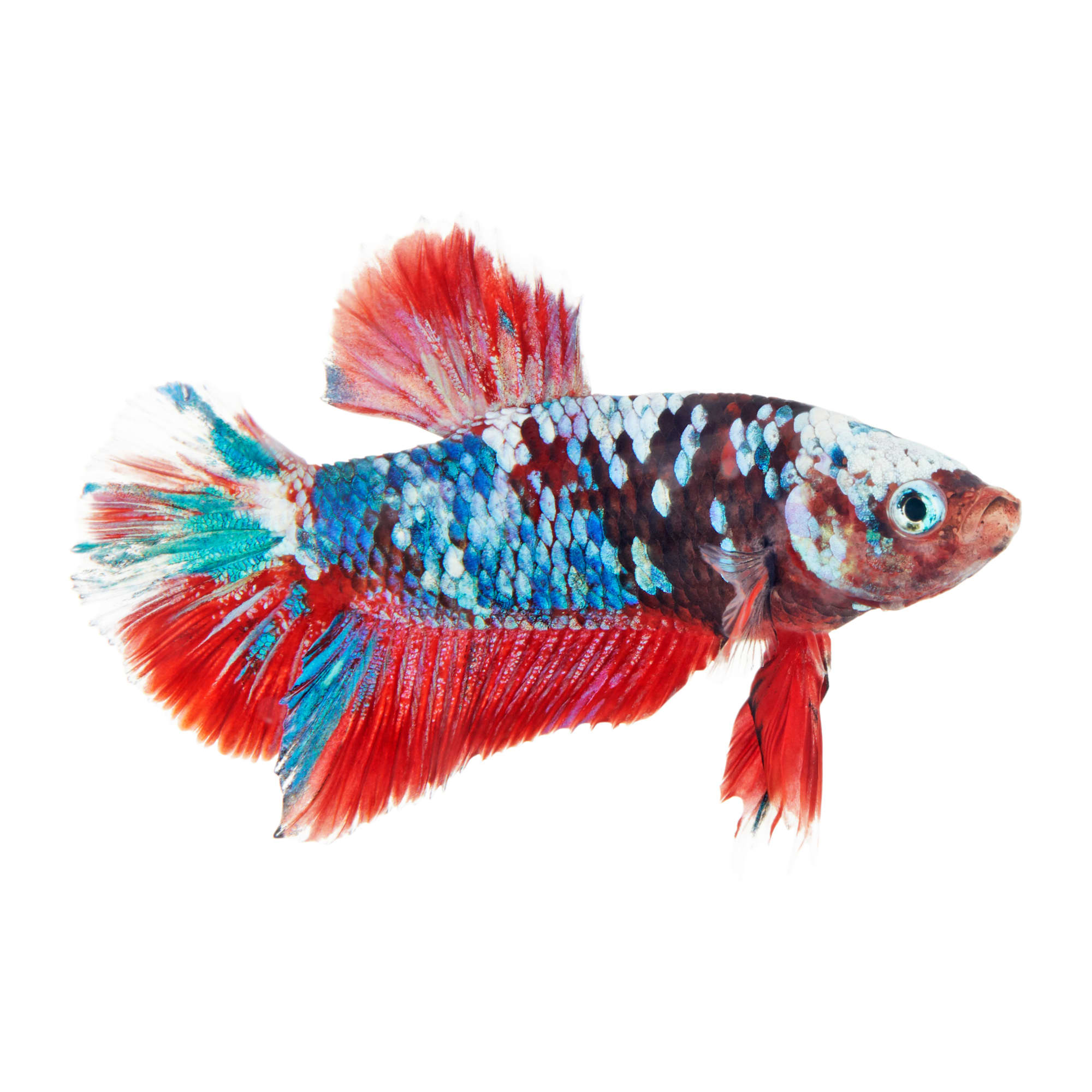 Koi on sale betta fish