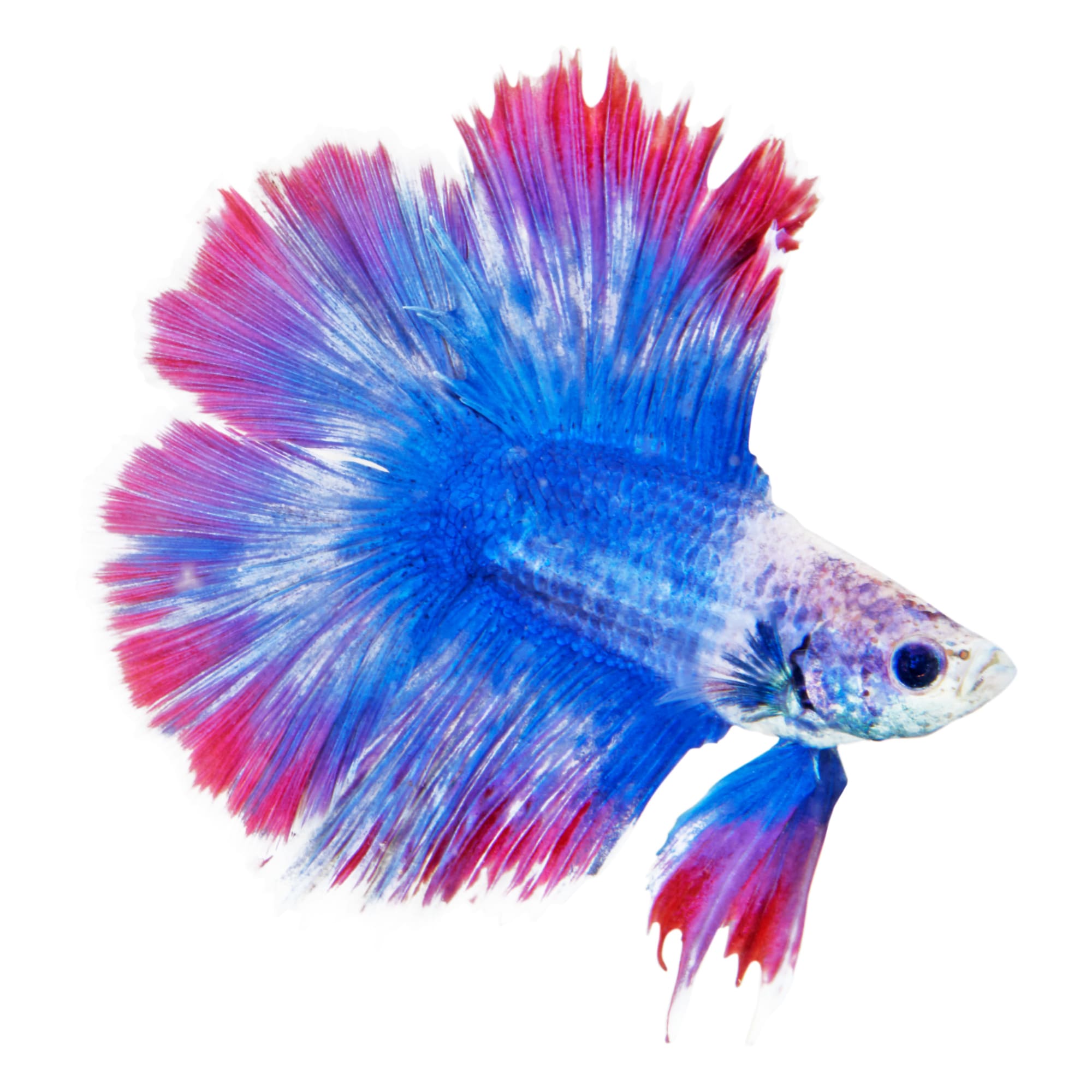betta fish best color
