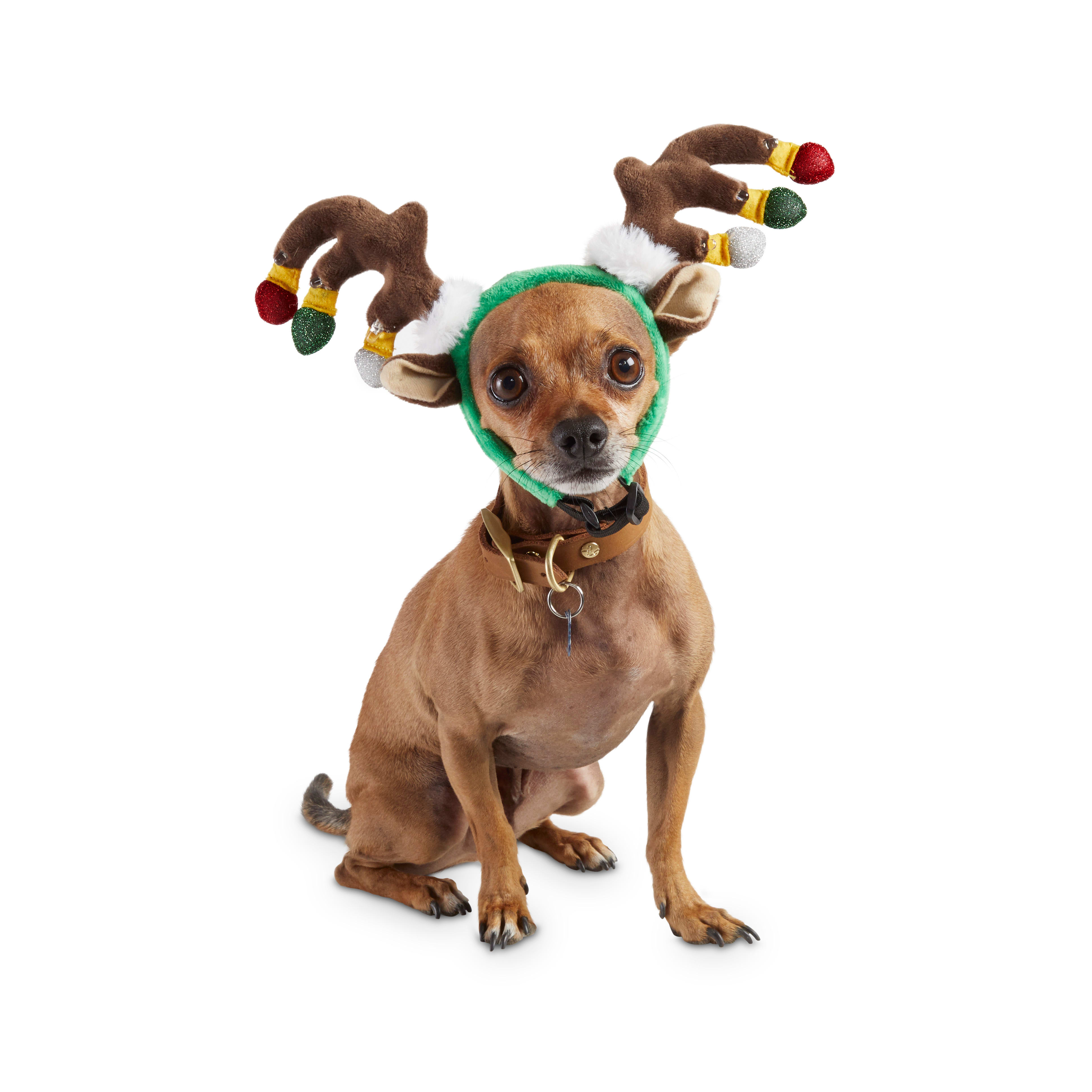 dog dressed as reindeer