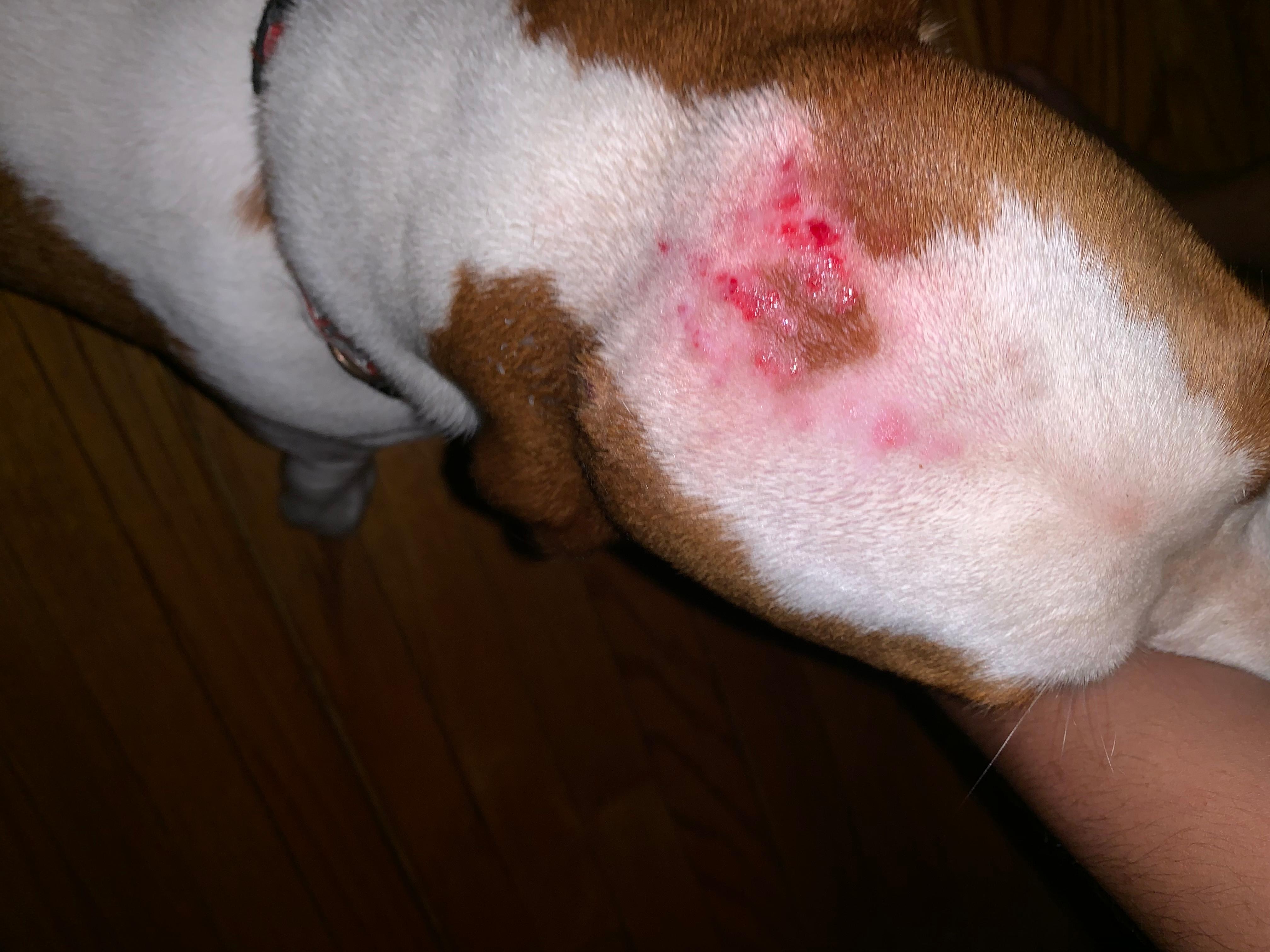 My Dog Has Flies on His Head: Botfly or Skin Infection? Learn More | Petco