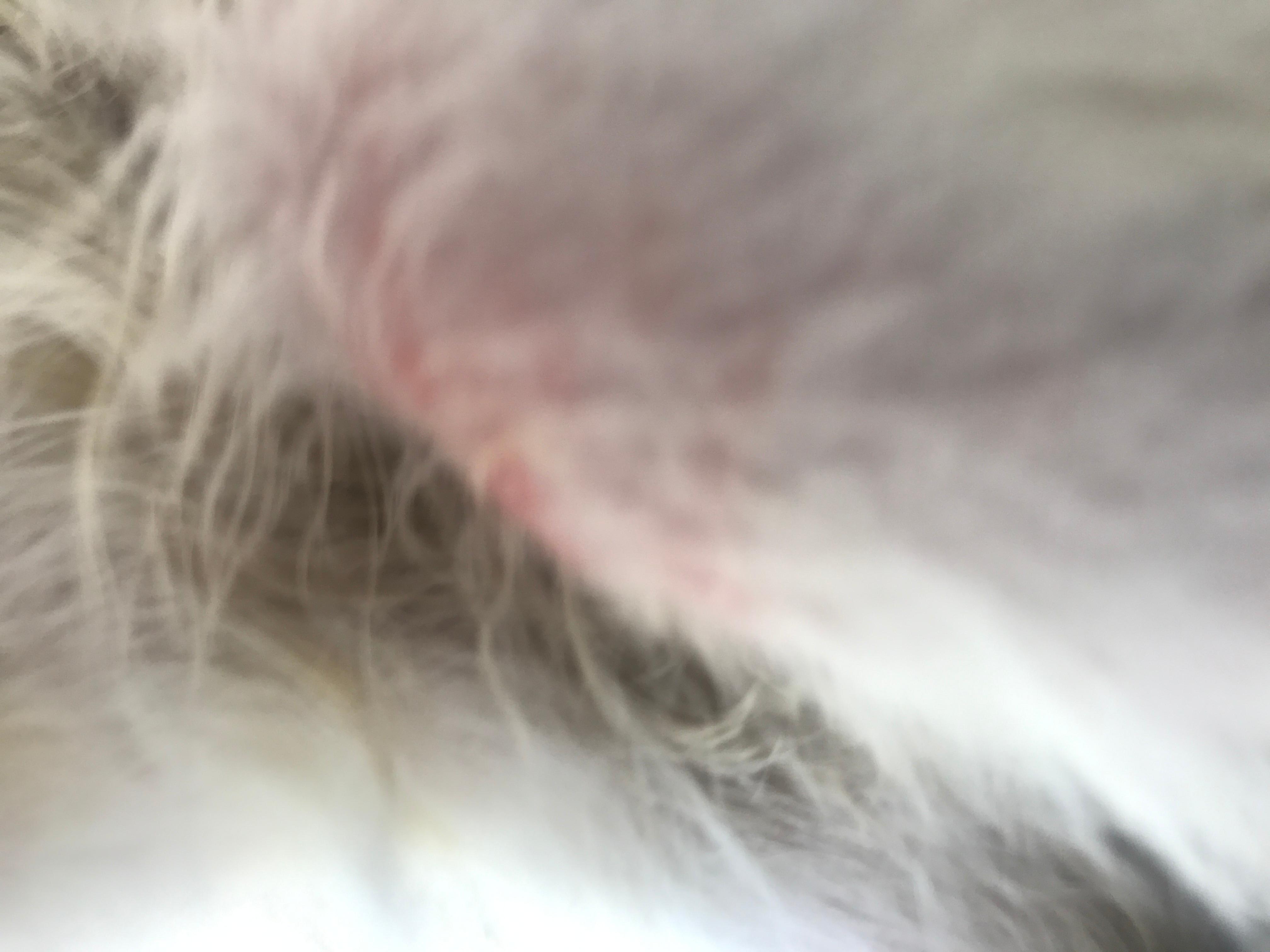 How to Tell if Your Cat's Skin Issues Are From a Food Allergy | Petco