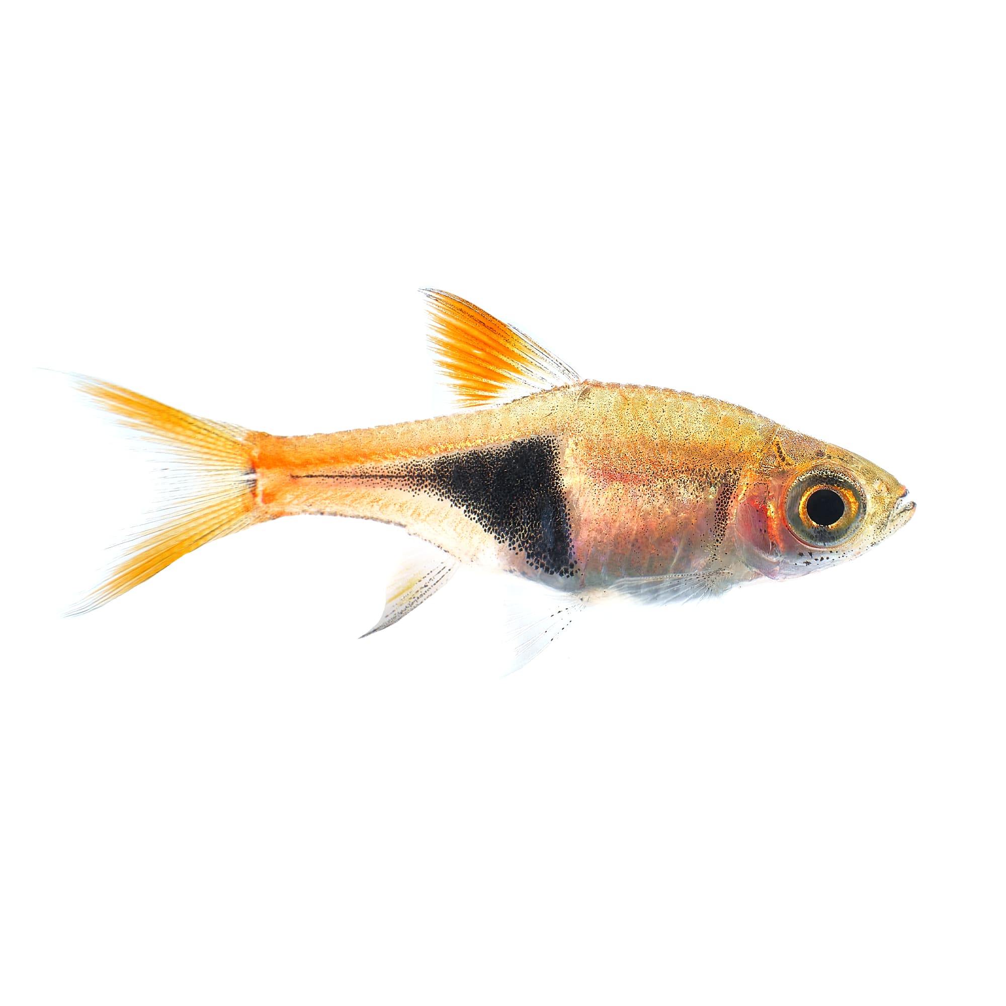 Praecox Neon Rainbowfish Melanotaenia praecox Medium Petco