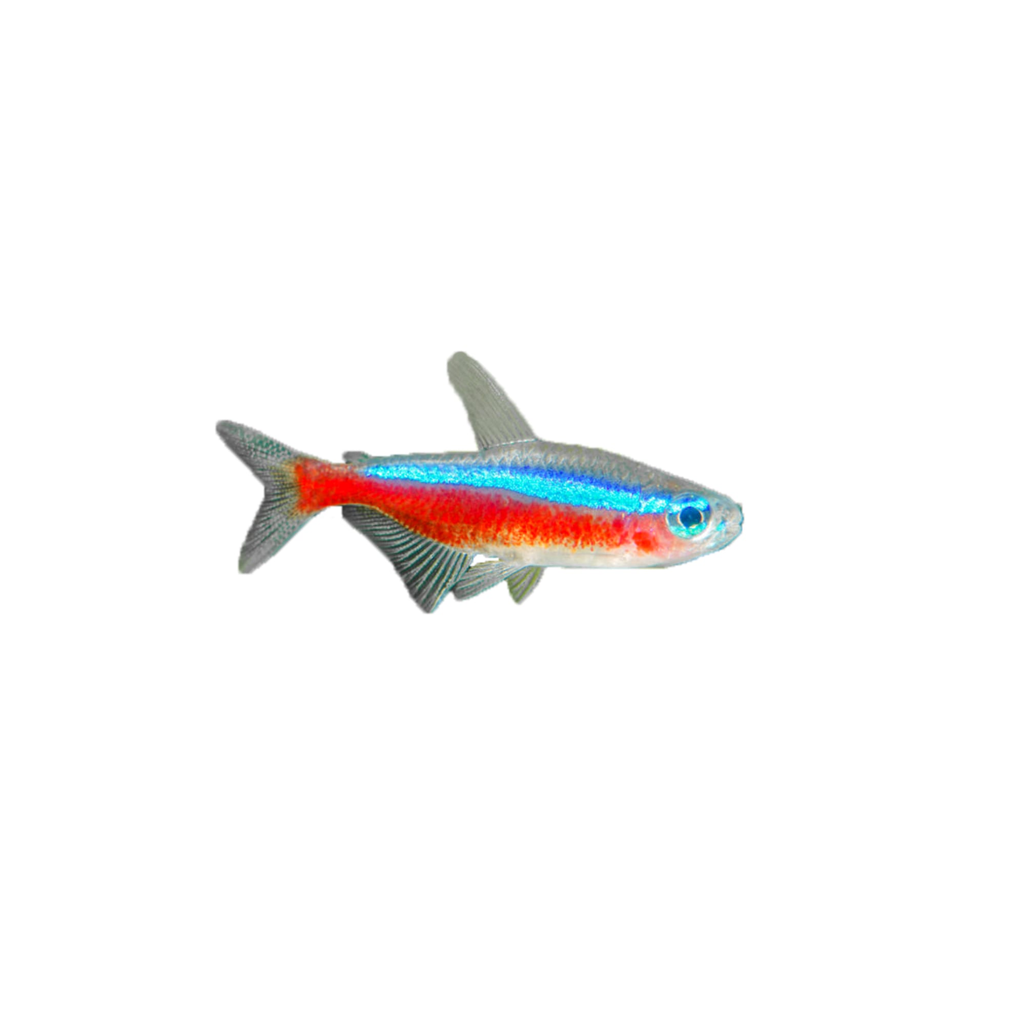 Cardinal Tetra (Paracheirodon axelrodi)