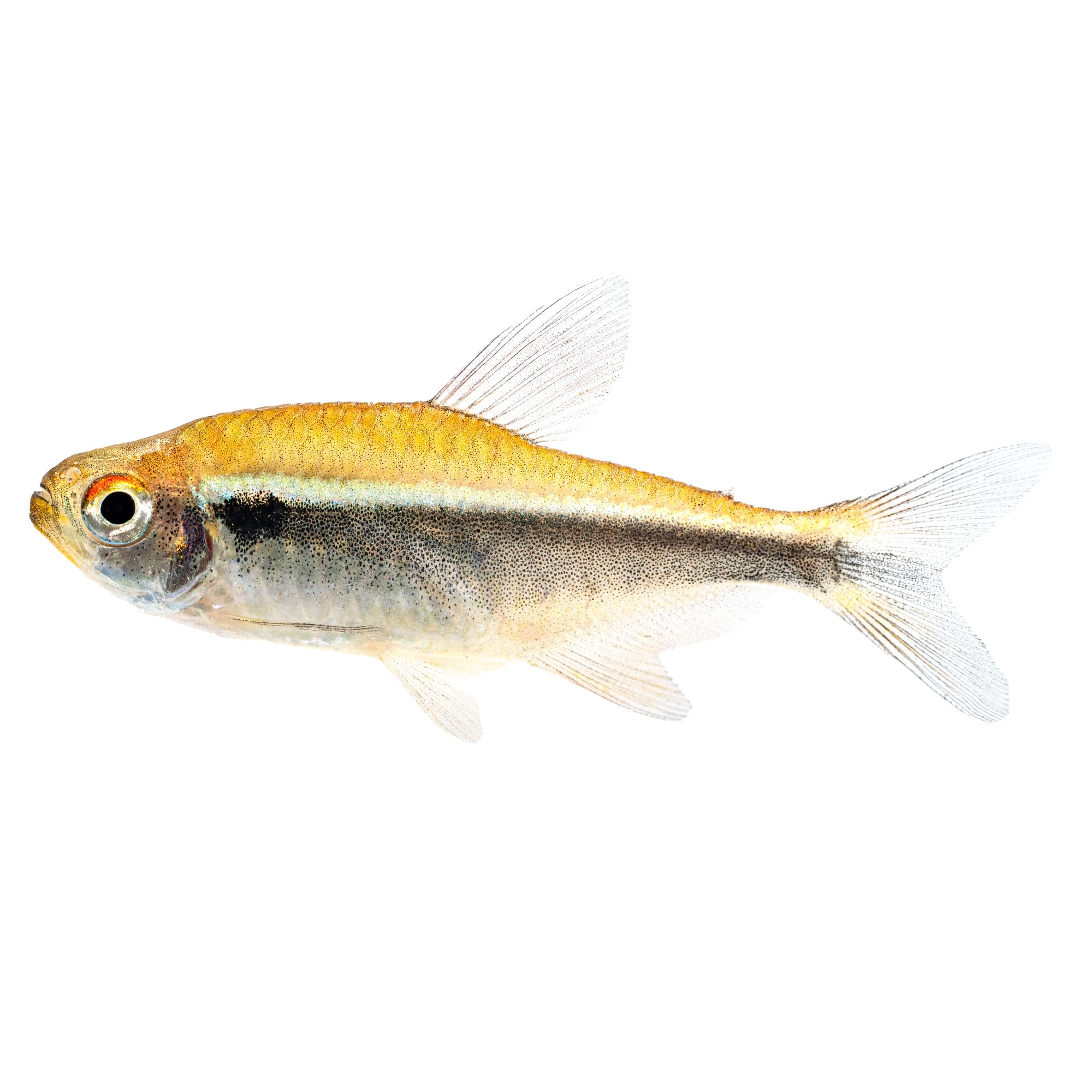 Black Neon Tetra (Hyphessobrycon herbertaxelrodi) – The