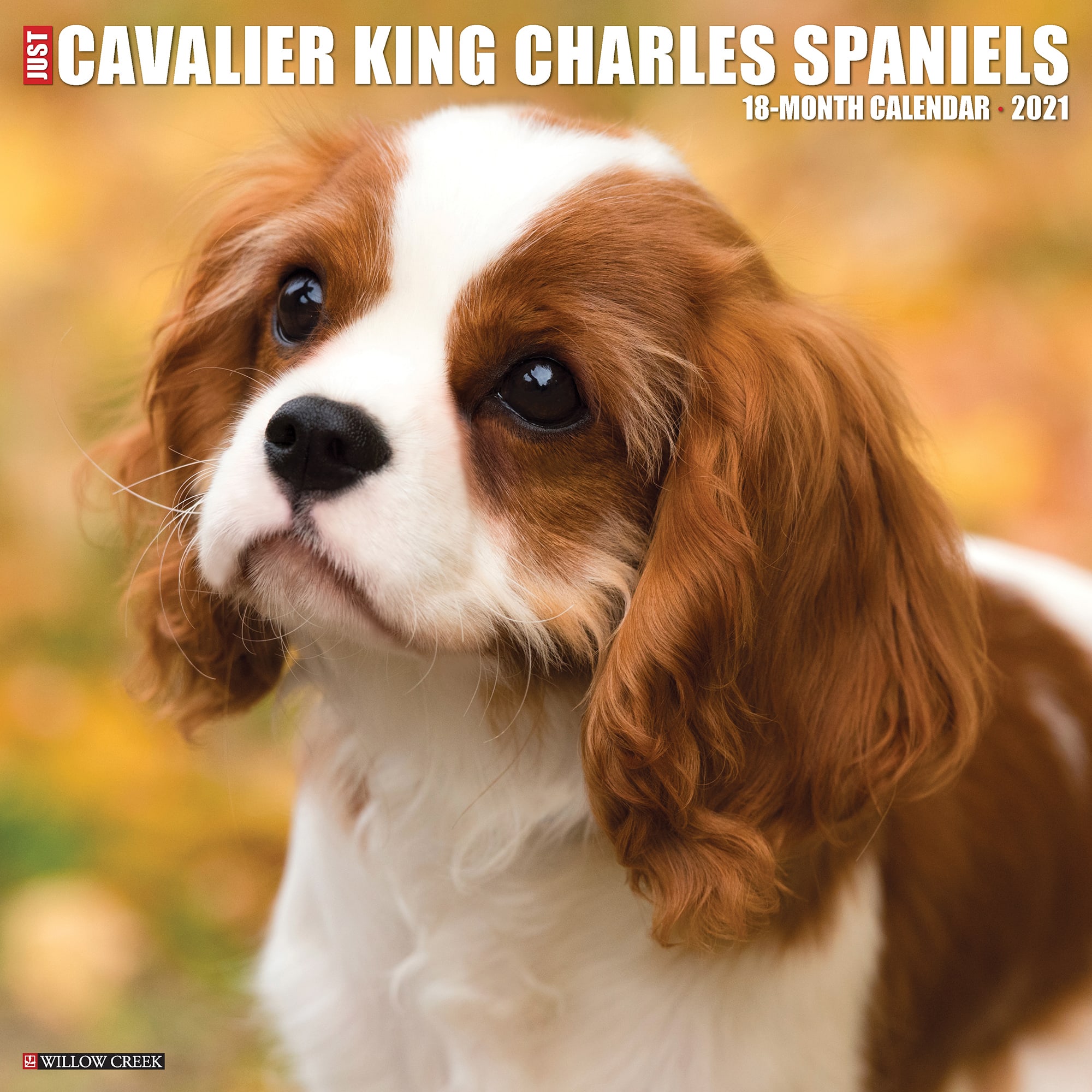 cavalier king charles intelligence
