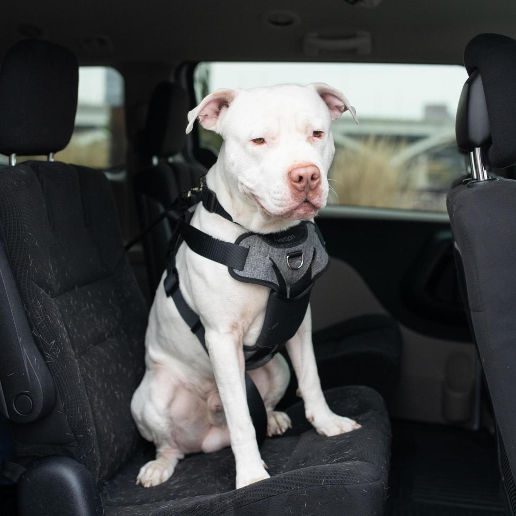 Dog shops car harness uk