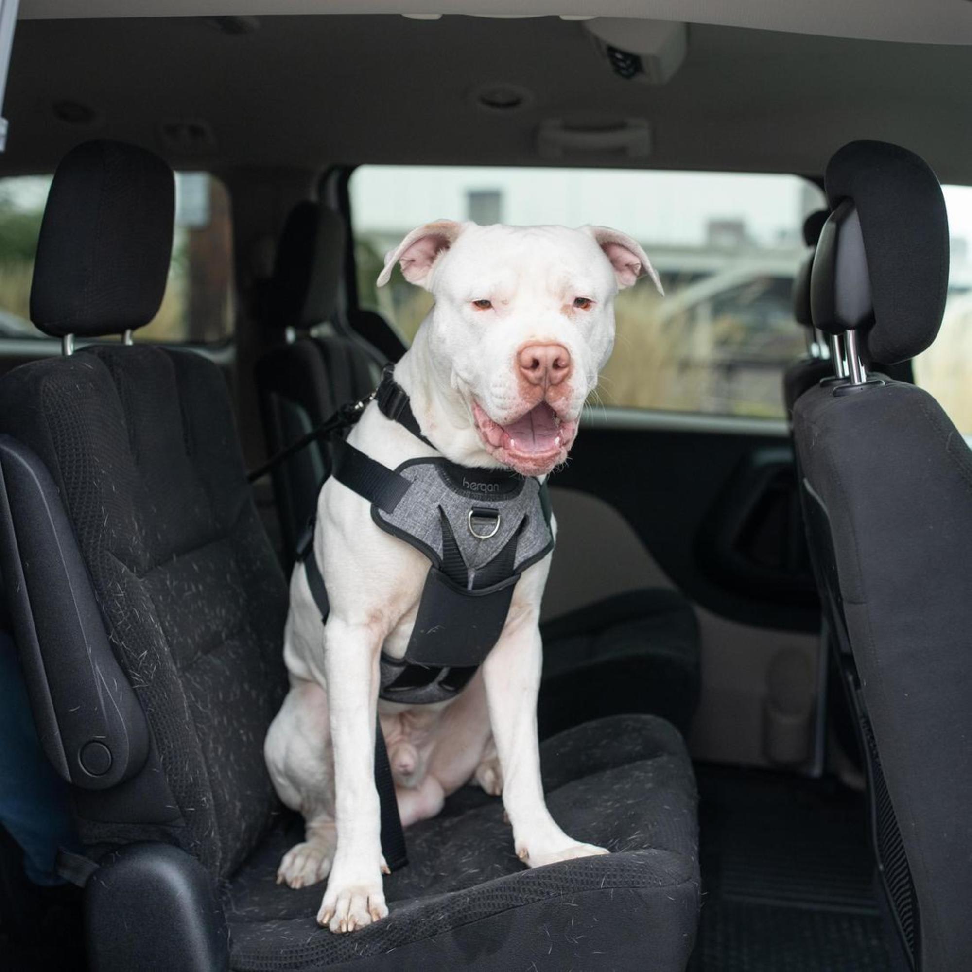 Bergan Heather Grey Small Dog Car Harness Safety System