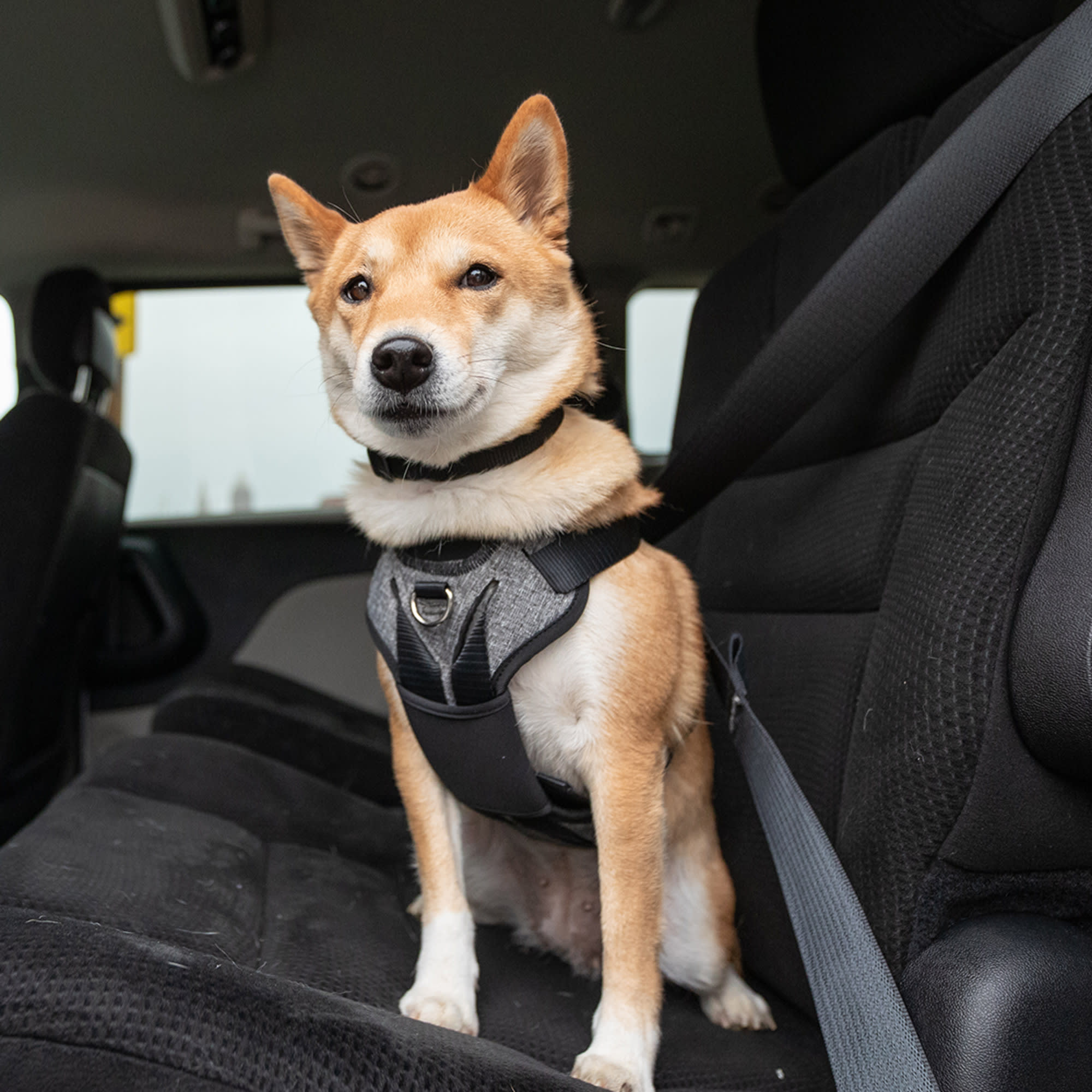 Petco car harness hotsell