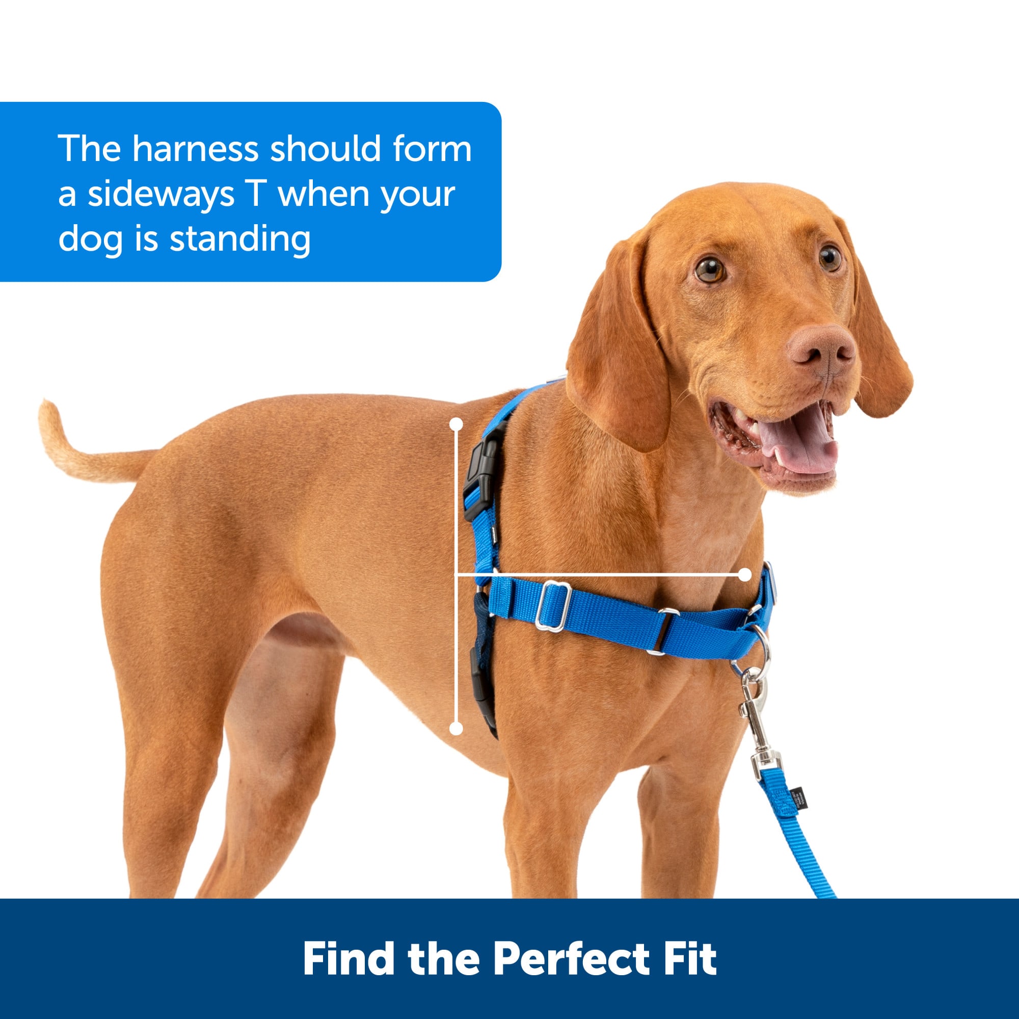 No jump clearance dog harness petco