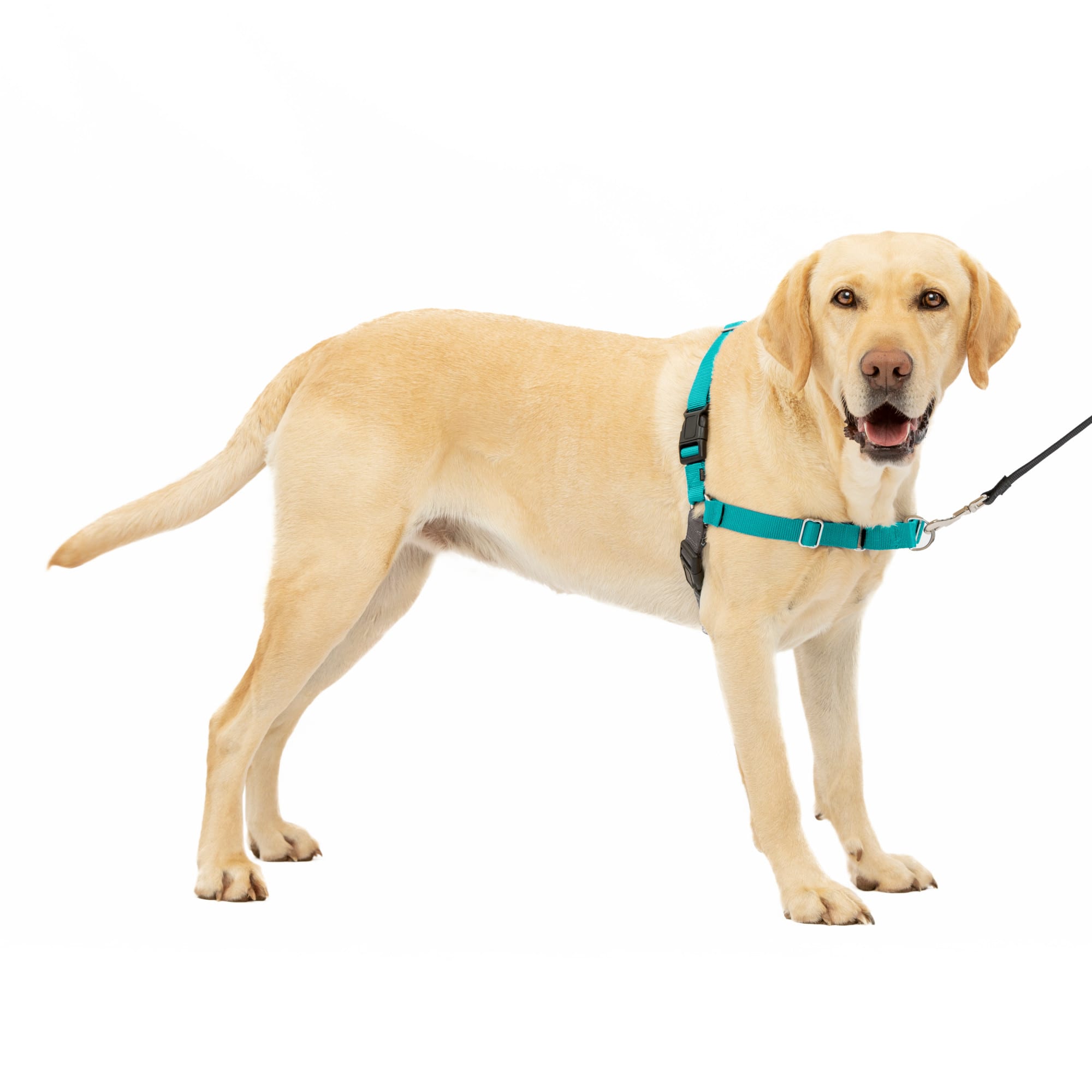 Pet valu easy walk harness hotsell