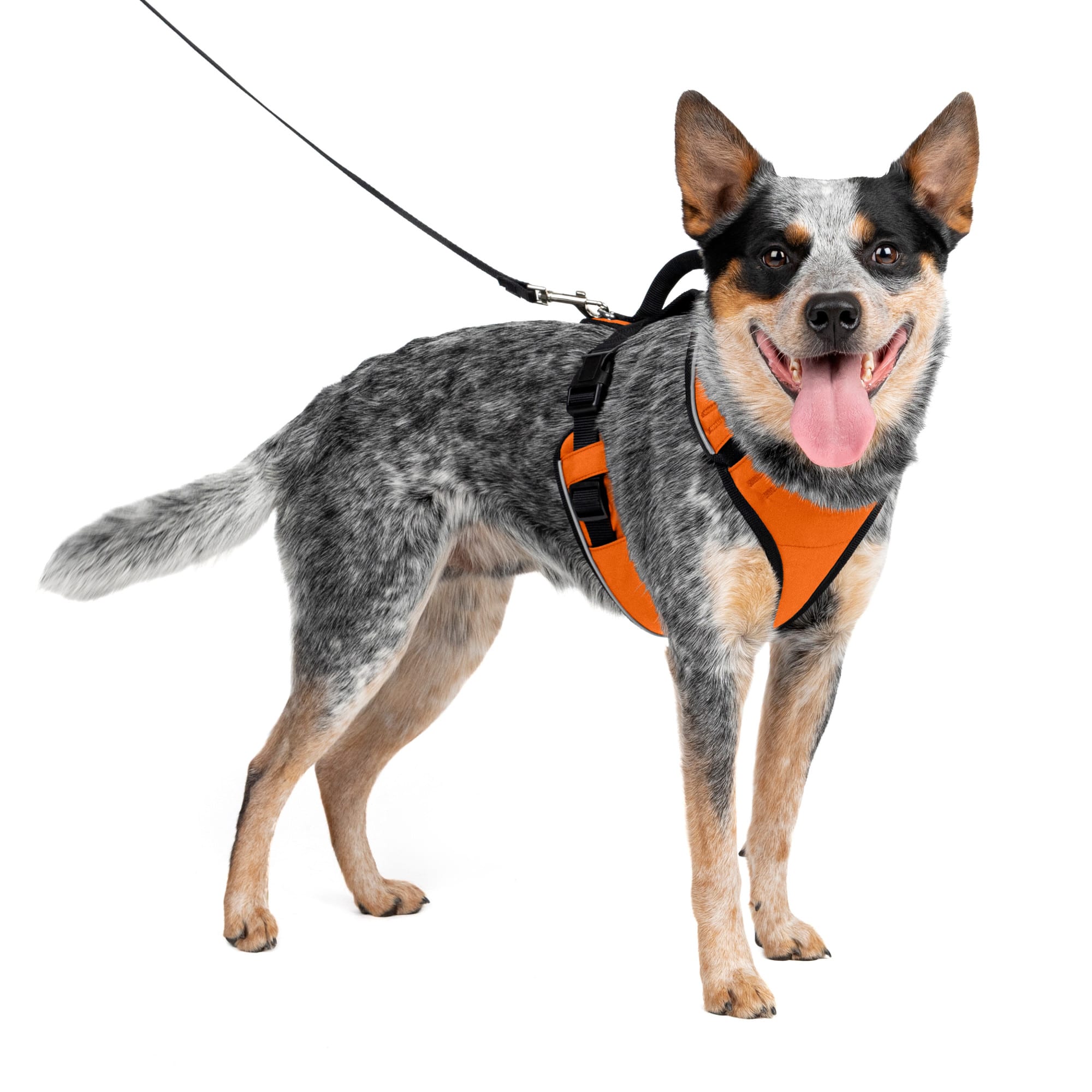 Therapy dog outlet vest petco