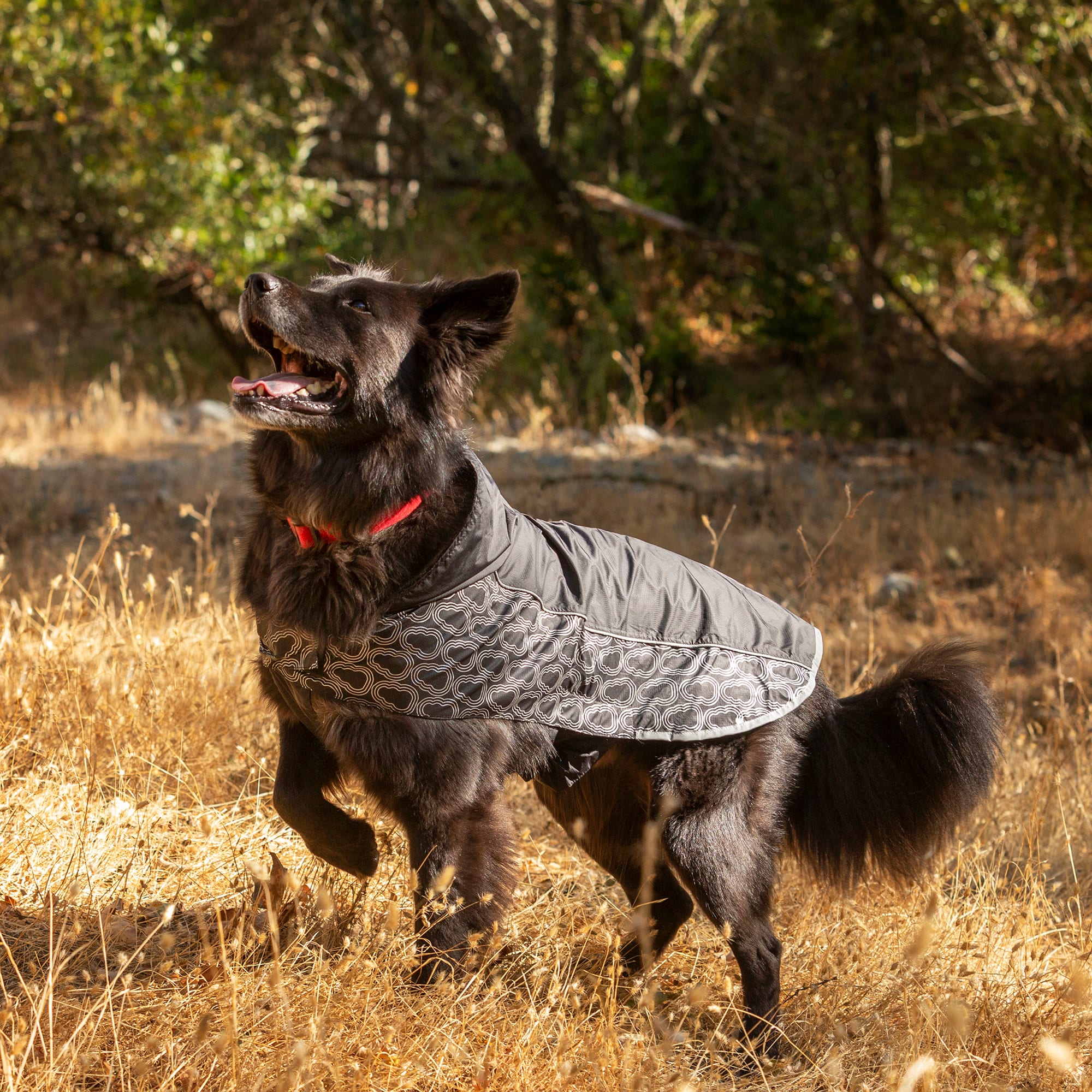 Black dog outlet rain jacket