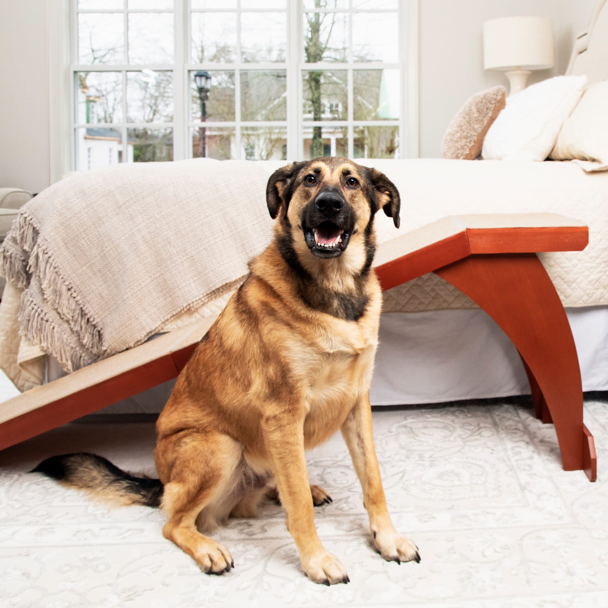 Petco dog best sale stairs for bed