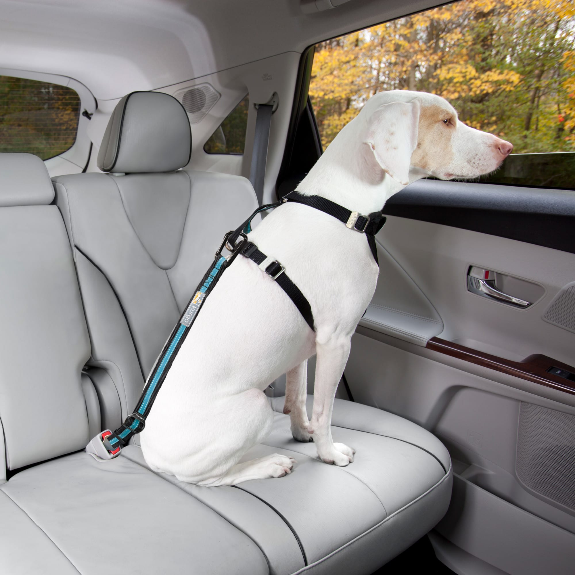 Petco dog seatbelt hotsell