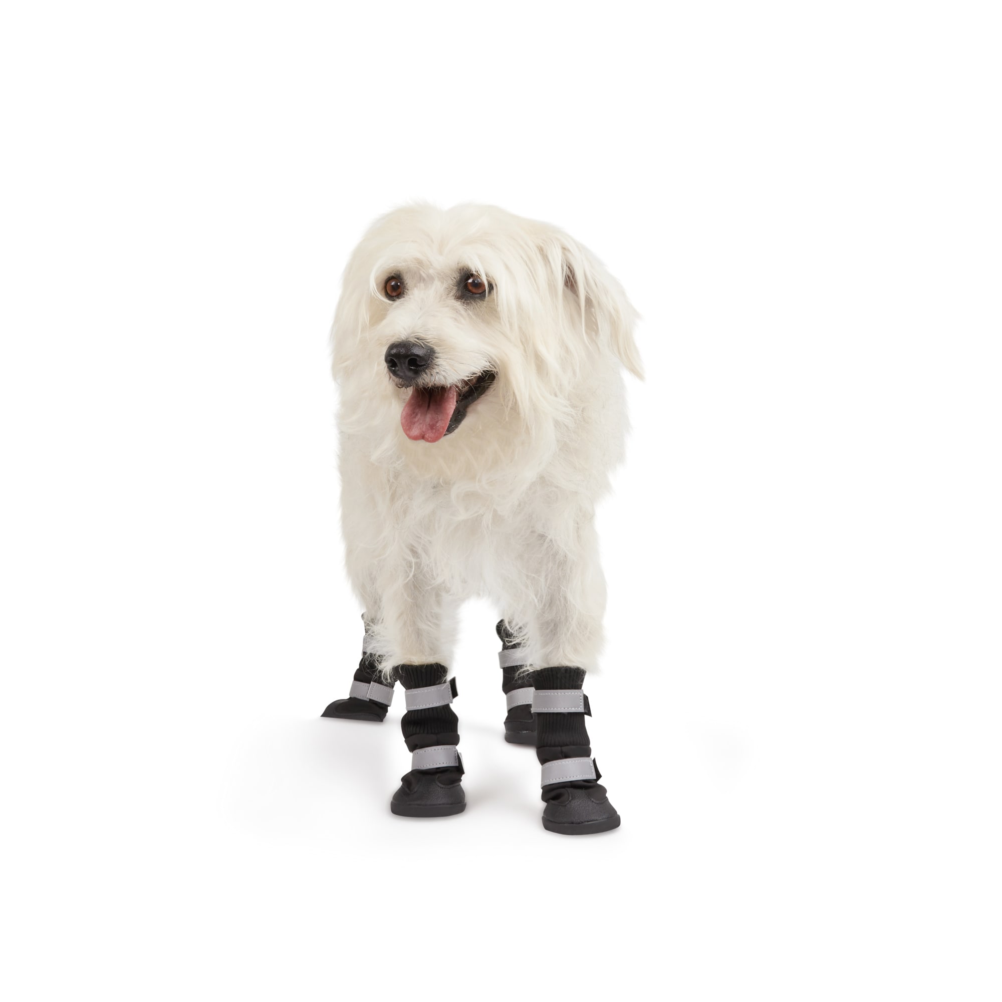 Tiny dog outlet booties