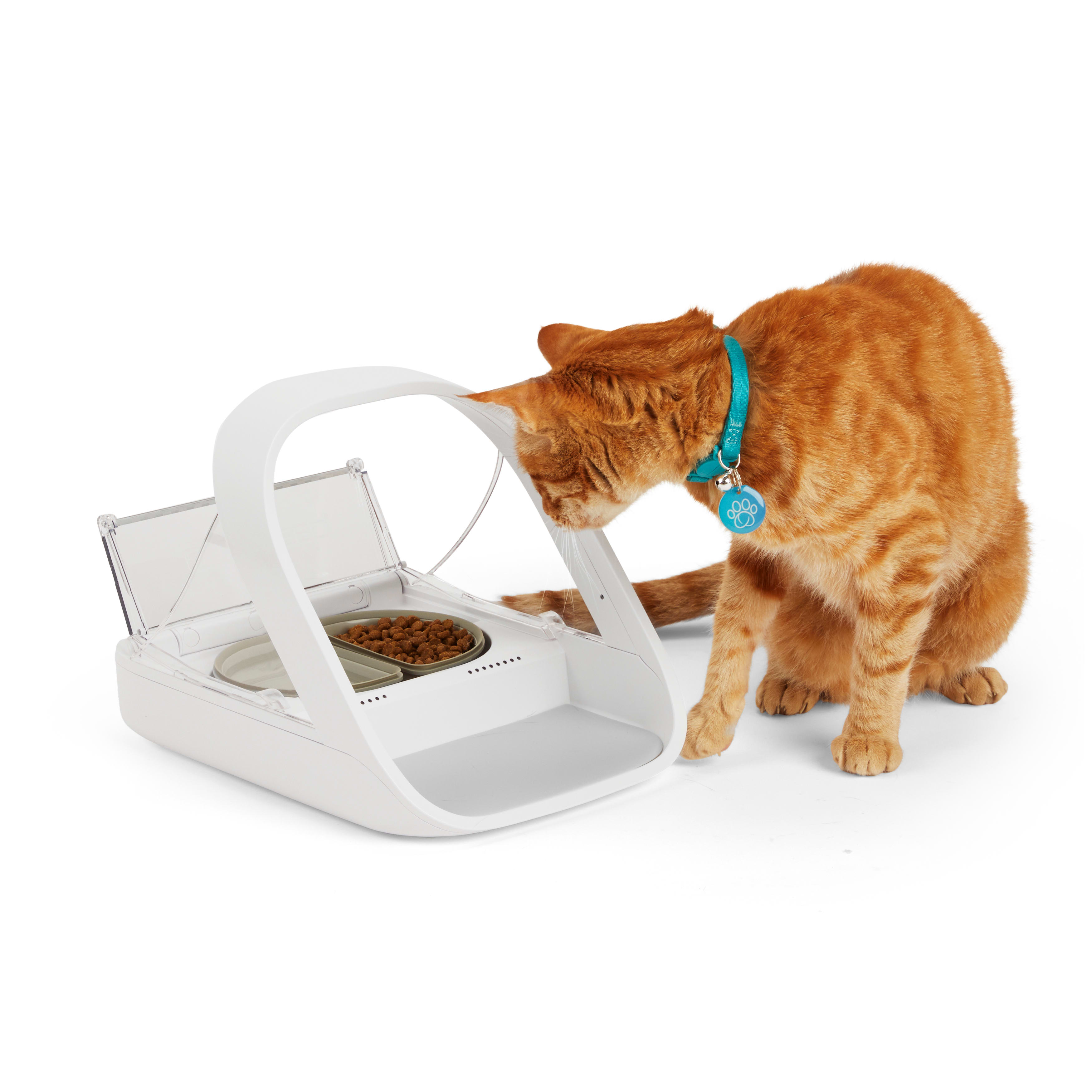 Petco cat feeder best sale