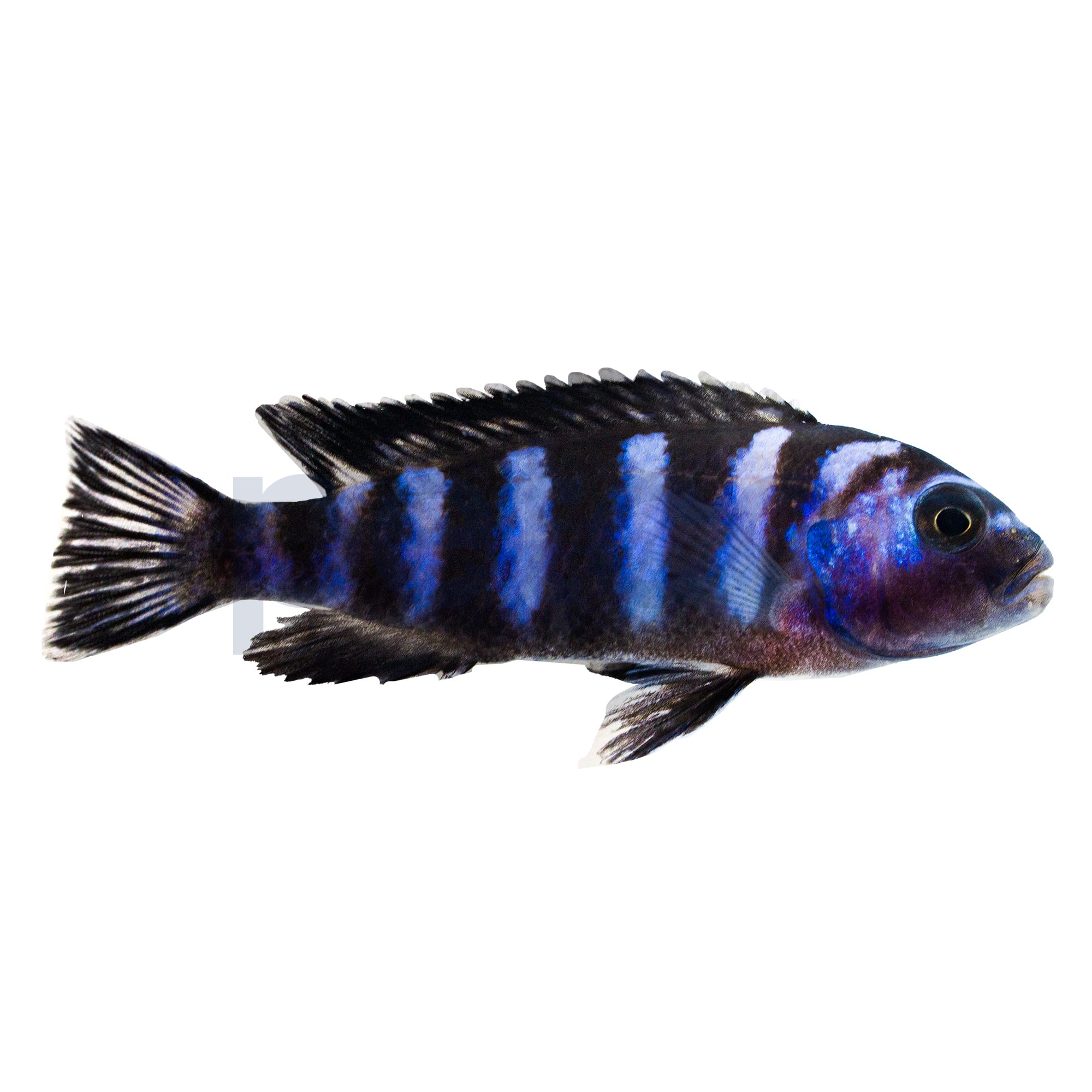 Demasoni Cichlid For Sale Petco